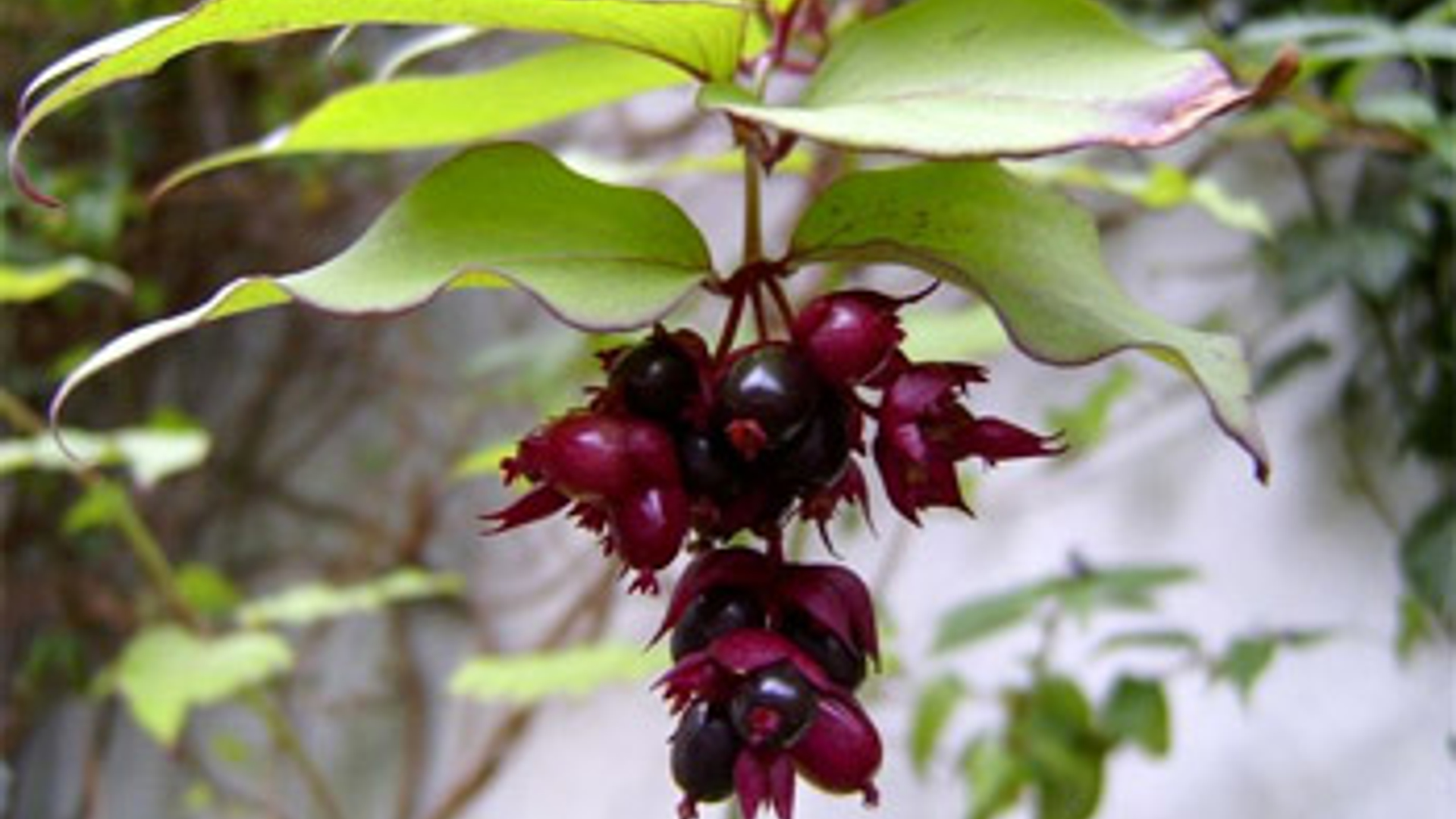 fazantenbloem.jpg