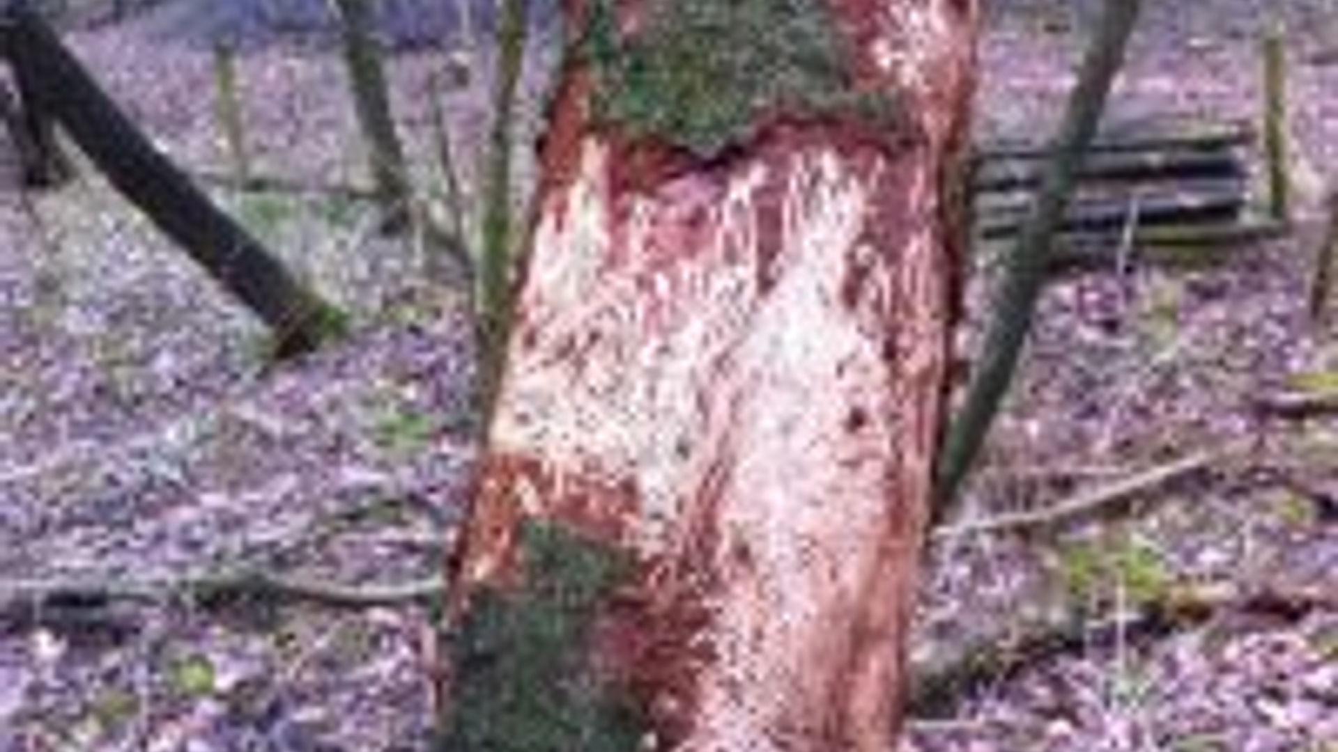 thumbnail_scolytus_mali_klein_p_serotina_ger_frenken.jpg