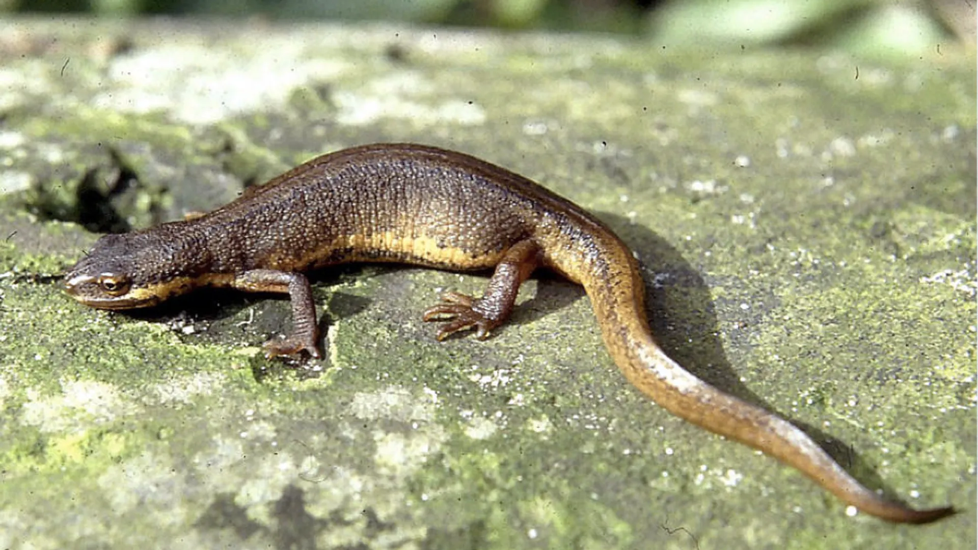 kleine_watersalamander_van_hofst694.jpg