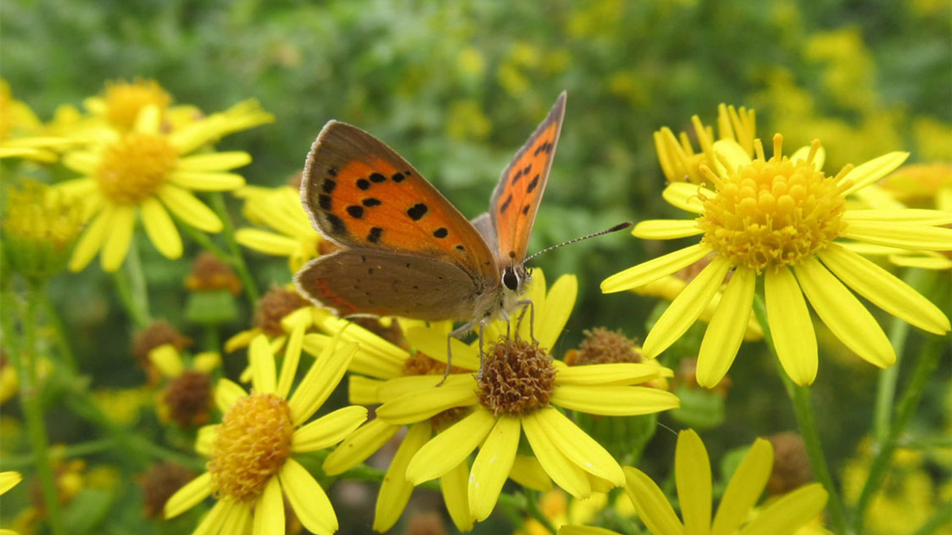 kleine vuurvlinder op jacobskruiskruid