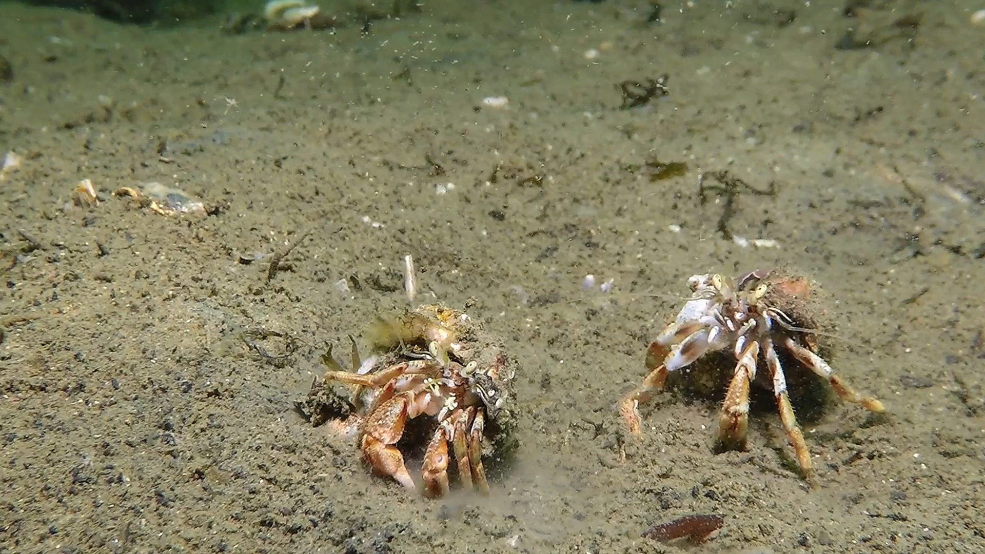 Screenshot ZG6 Heremietkreeft