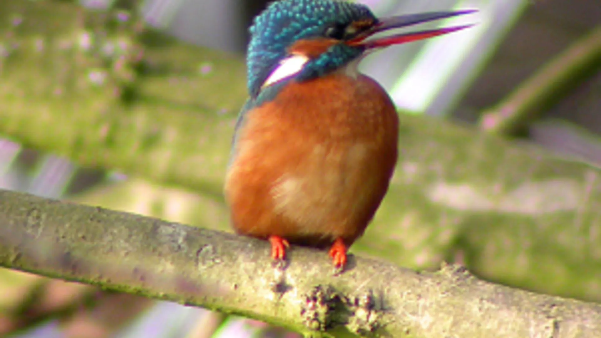 ijsvogel_09.jpg