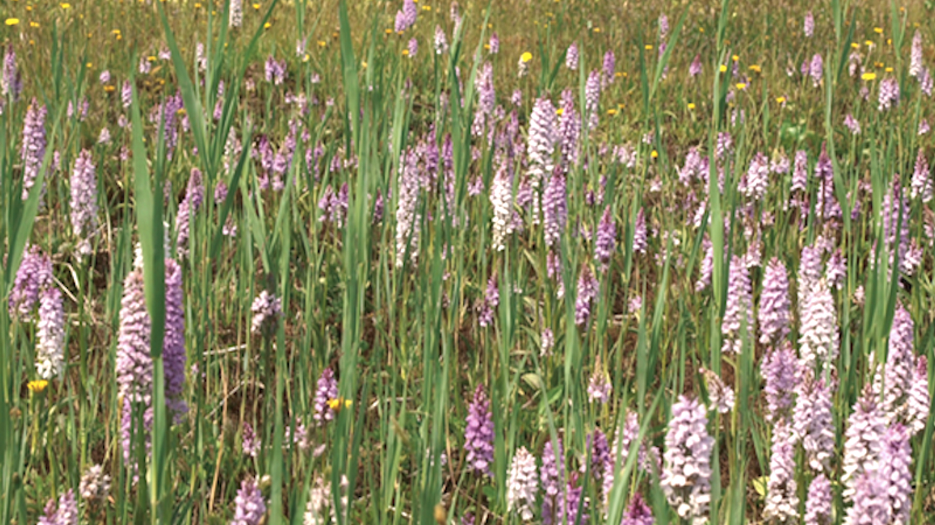 heideorchis.png