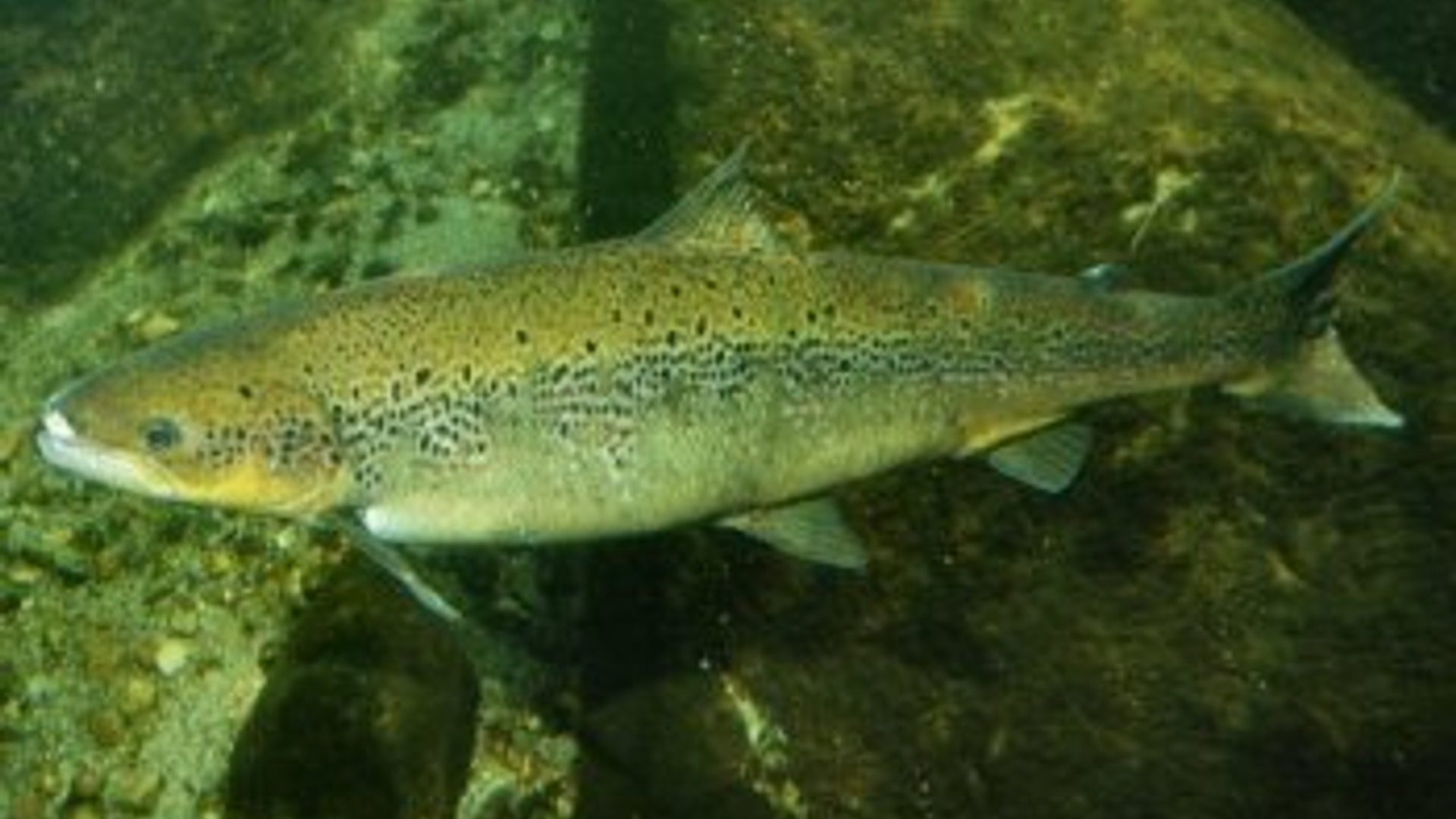 zalm.jpg