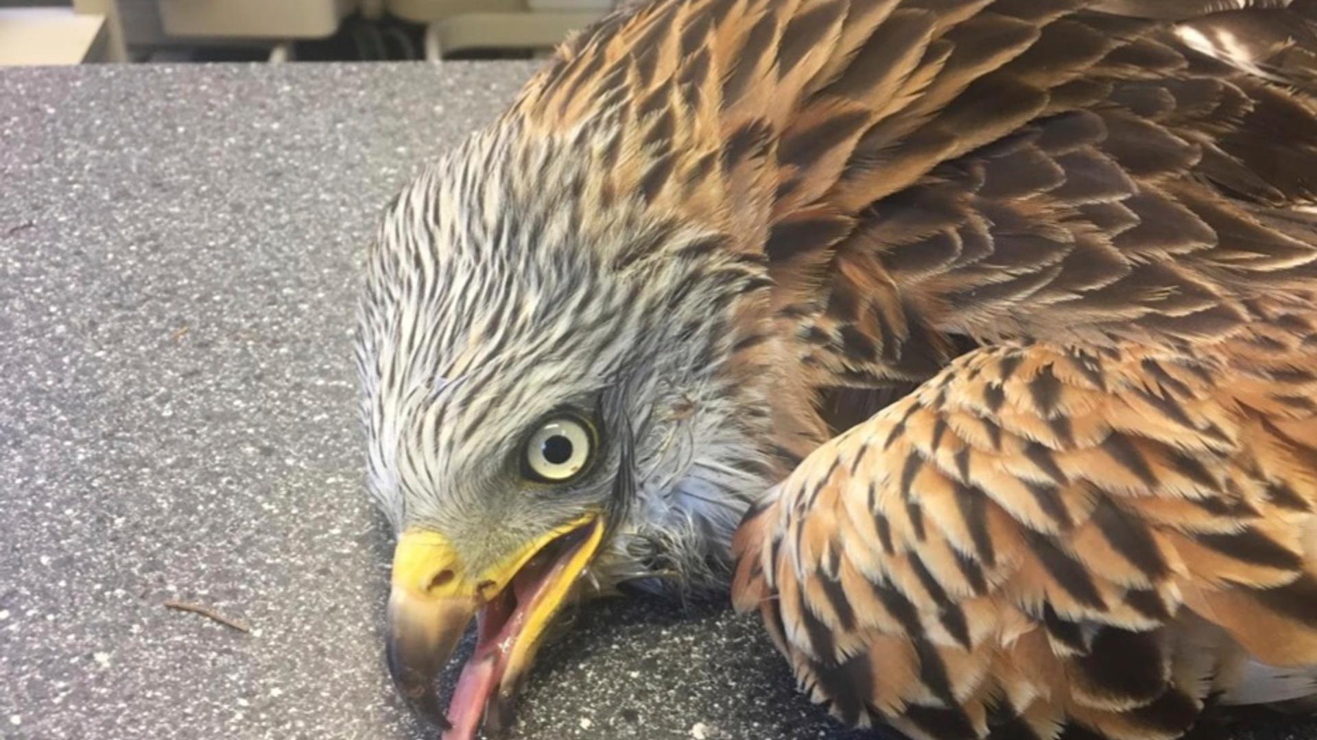 Persbericht VRC Zundert rode wouw