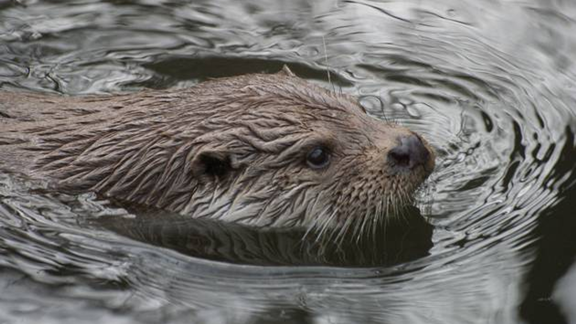 otter_13.jpg