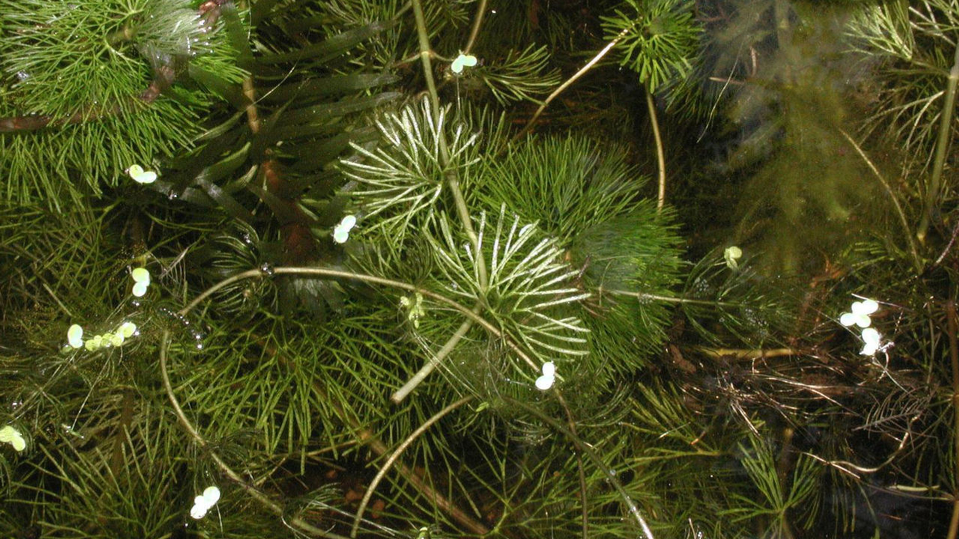 Cabomba_caroliniana_5447117.jpg
