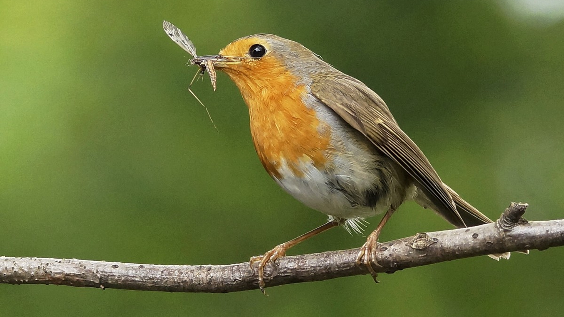 roodborst_theoineke.jpg