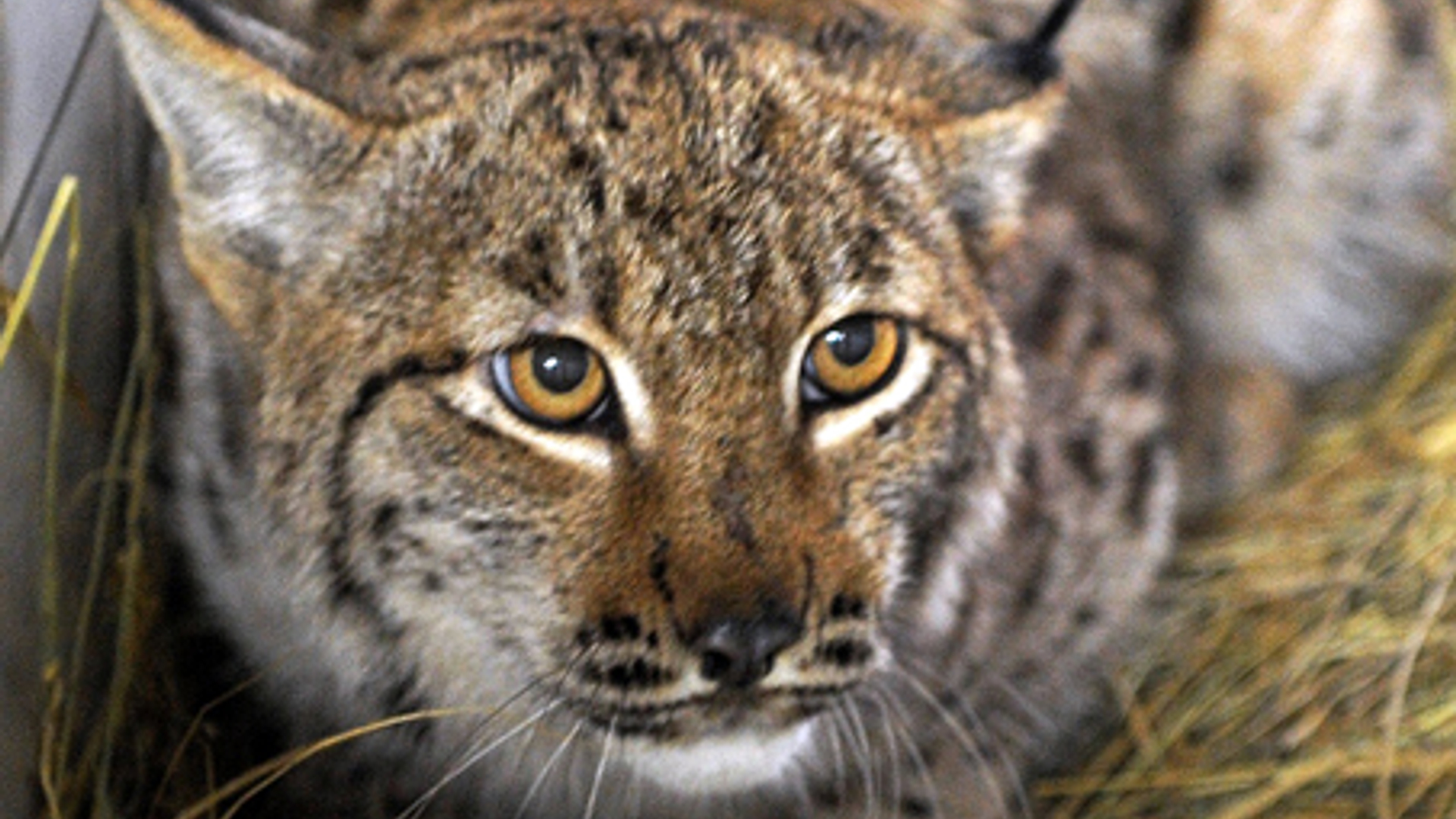 20120220-lynx.jpg