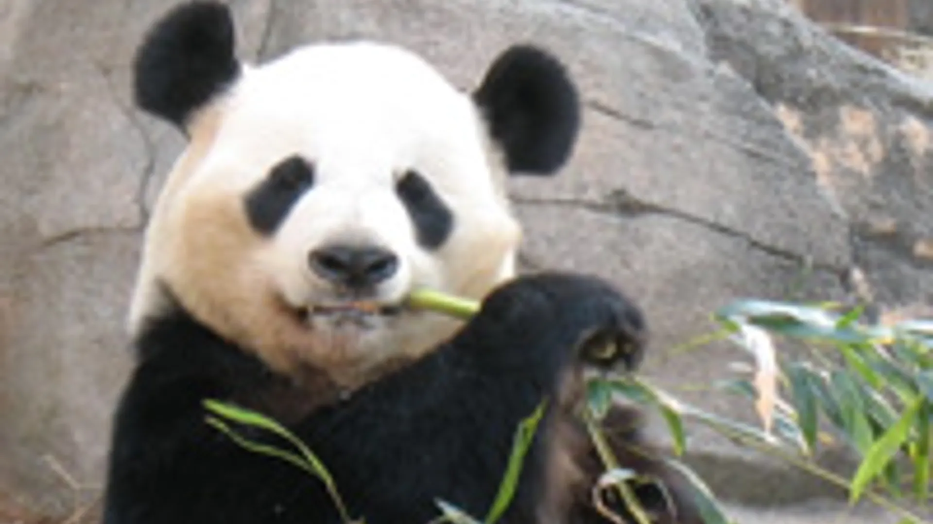 pandabeer.jpg