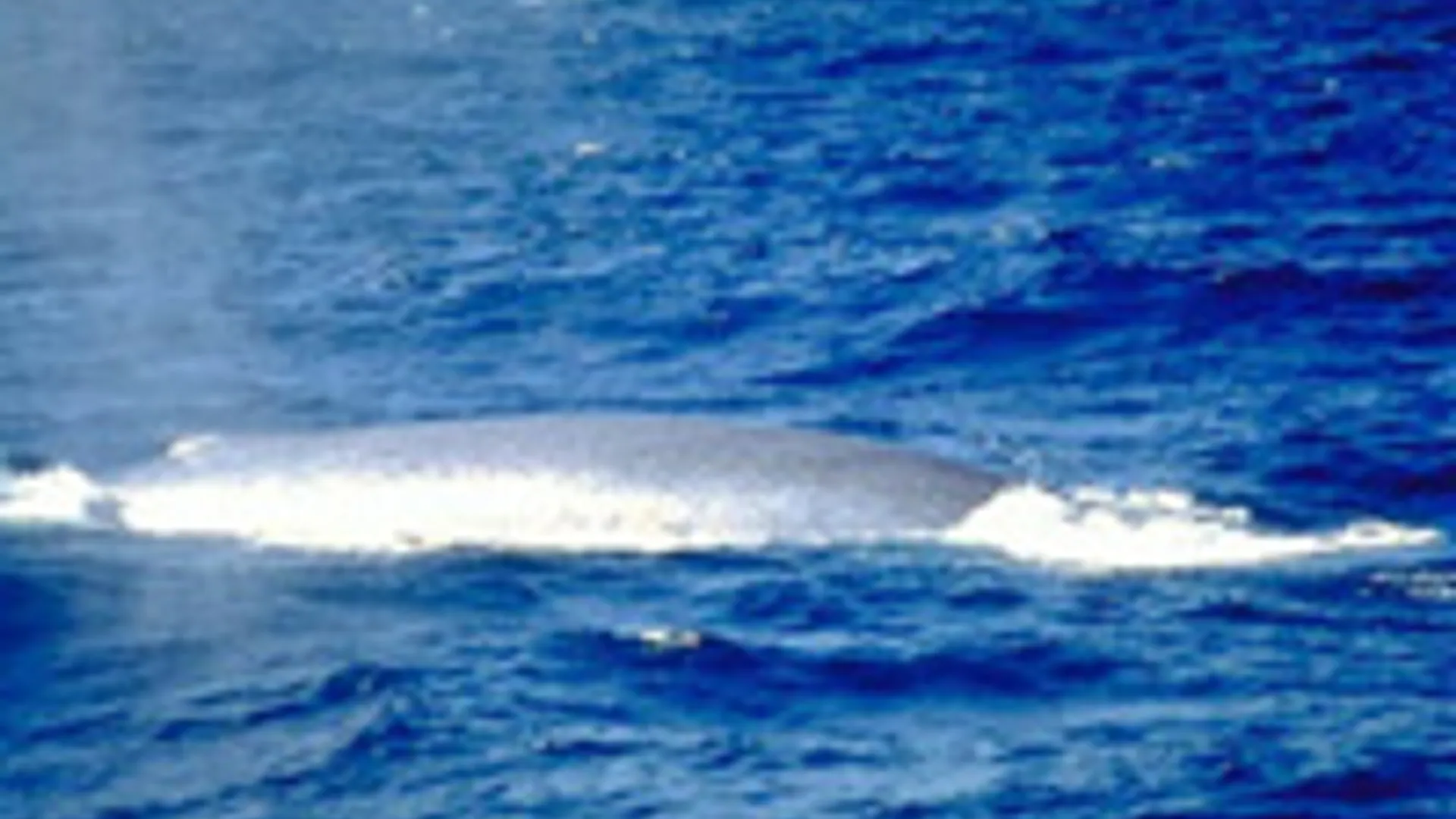 walvis_08.jpg
