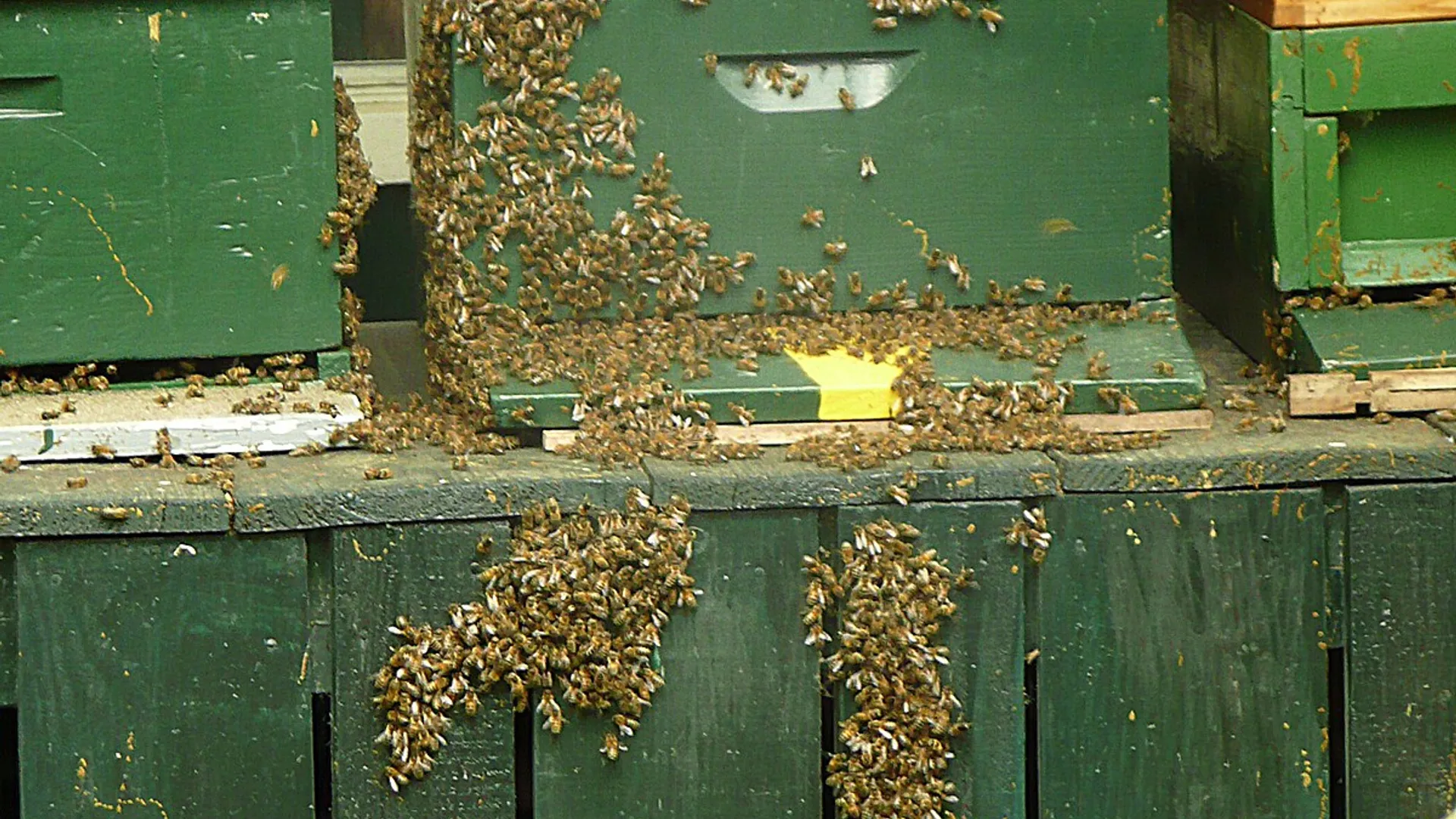 bijenkast.jpg