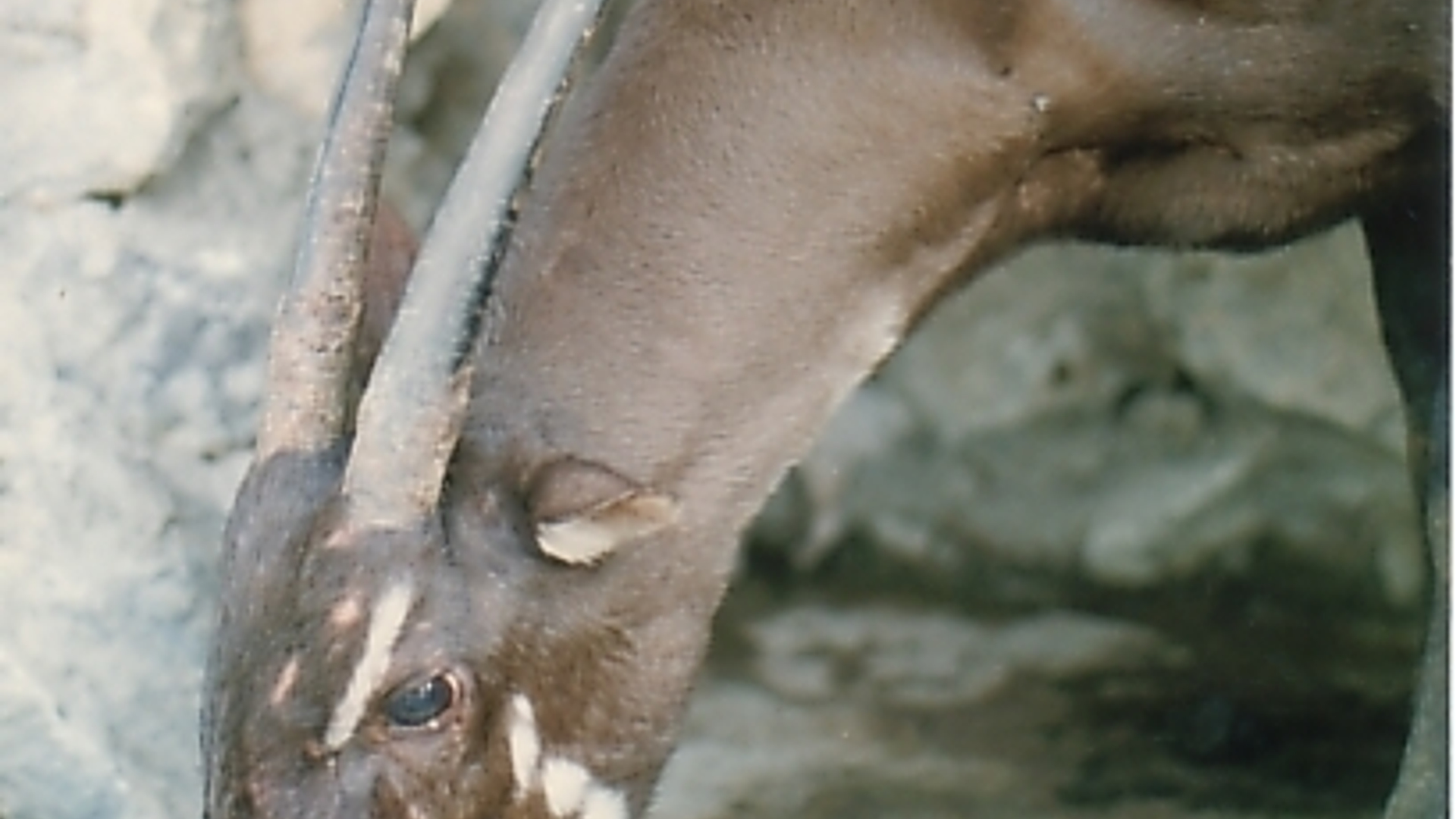 saola3.jpg