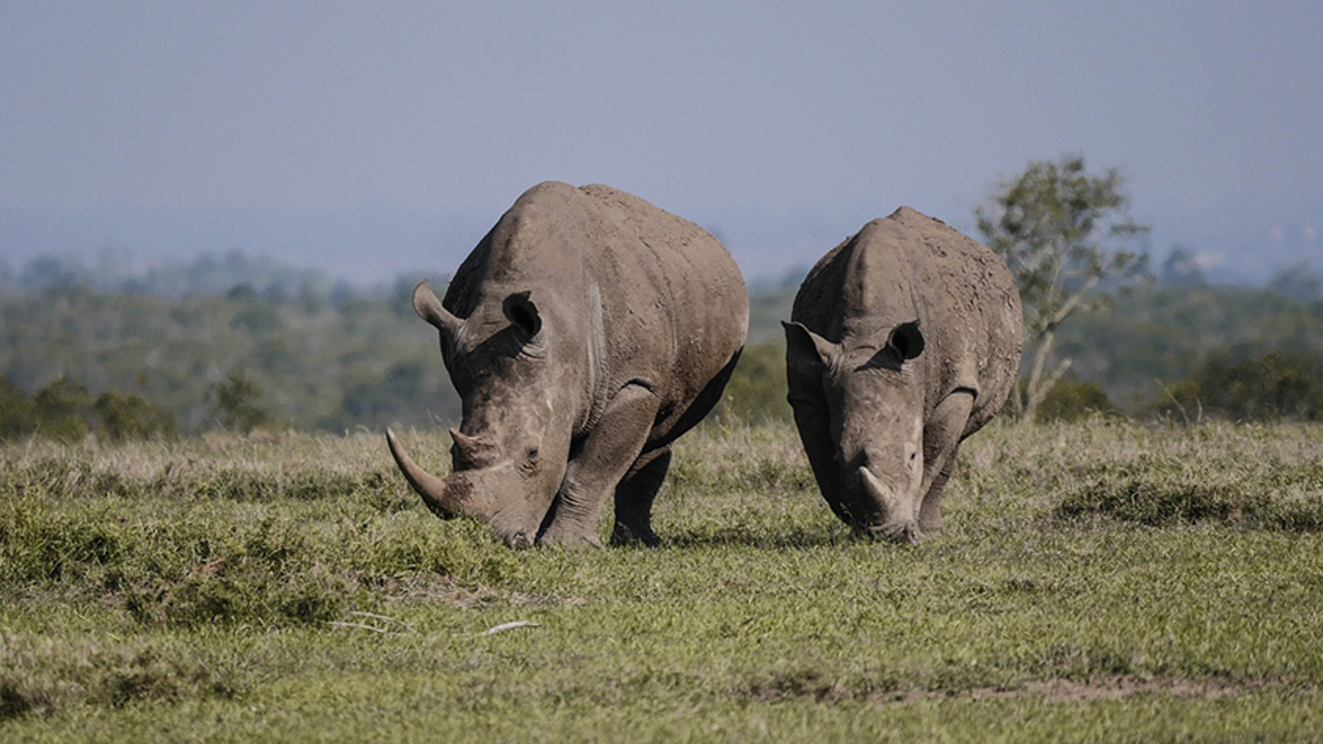 noordelijk_witte_neushoorn