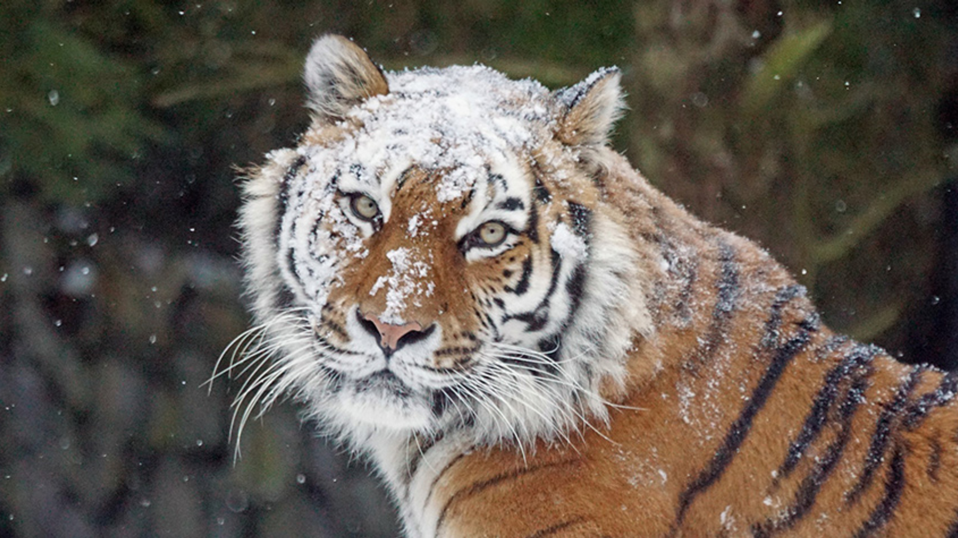 Siberische tijger