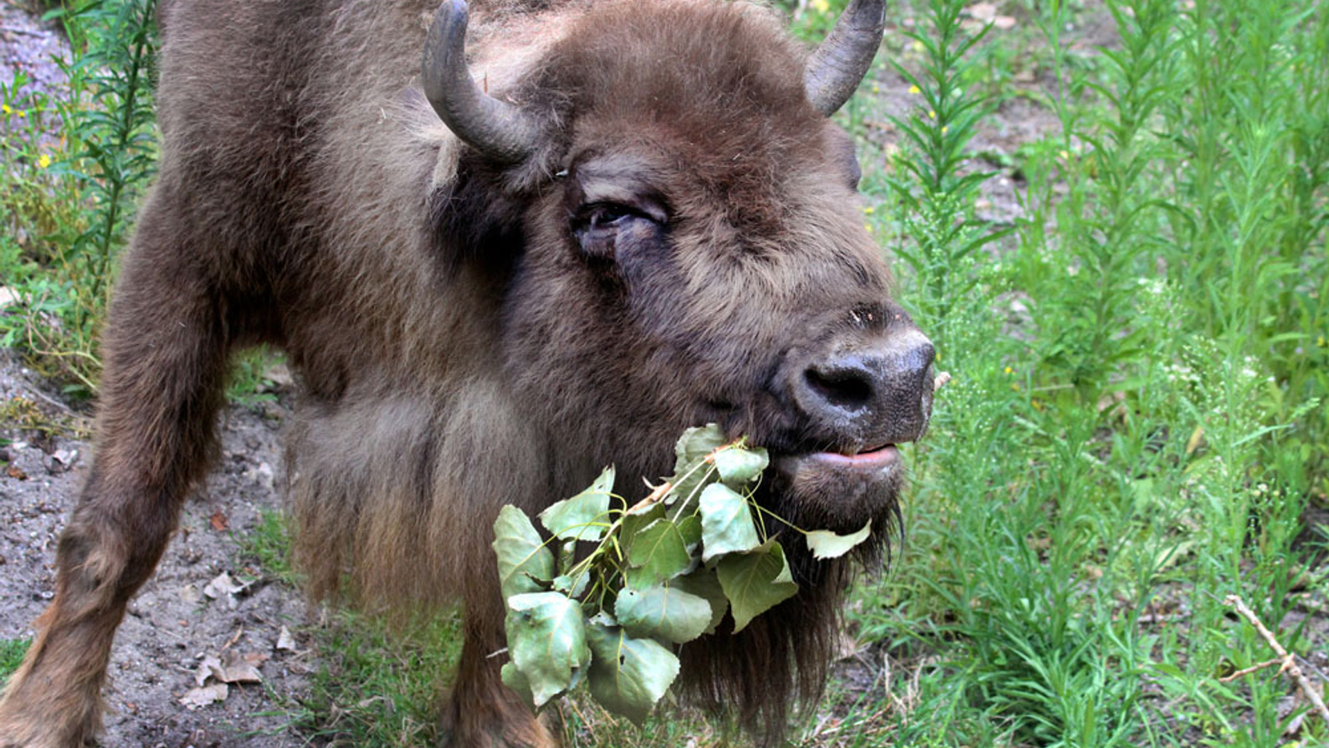 De_wisent_is_het_grootste_Europese_landzoogdier__Foto_Artis_Ronald_van_Weeren__00000002_.jpg