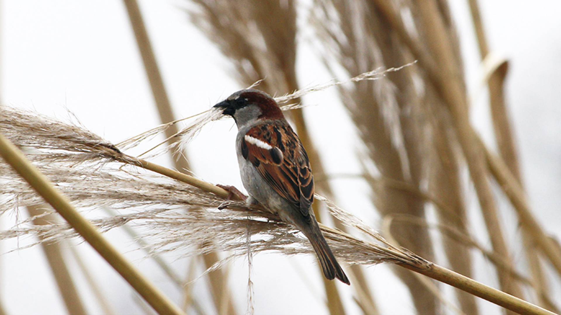 mus met riet soroyama