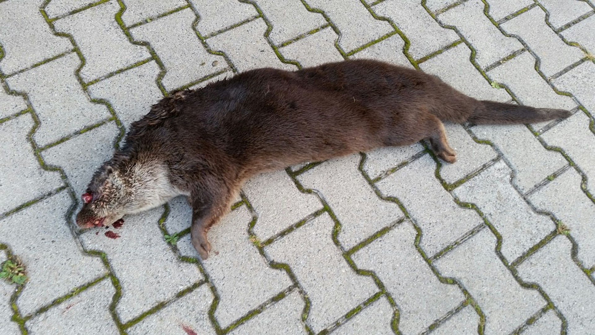 doodgereden_otter_Groote_Wielen__15_sept_2014.jpg