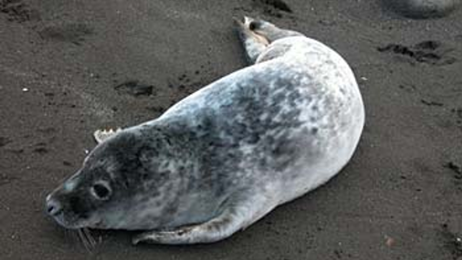 grijze_zeehond.jpg