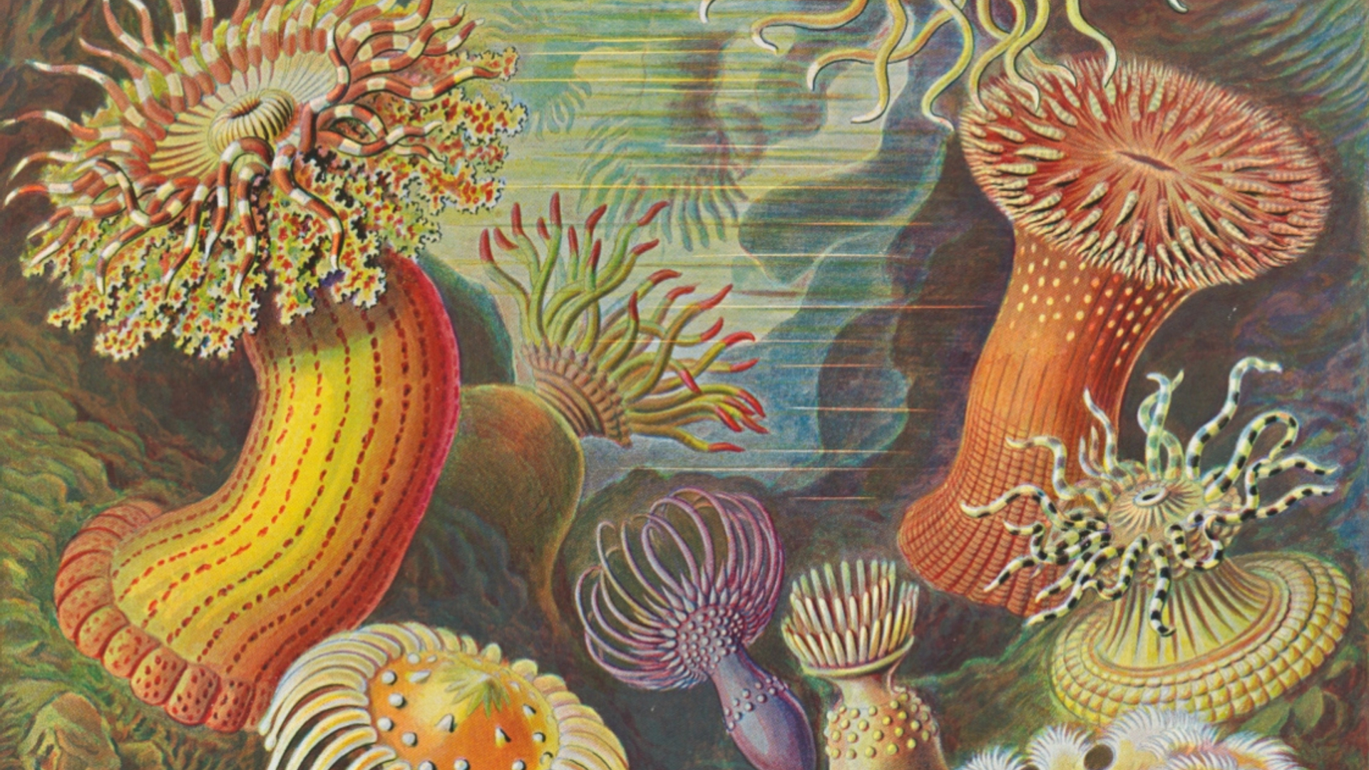 Haeckel_087RS (1)