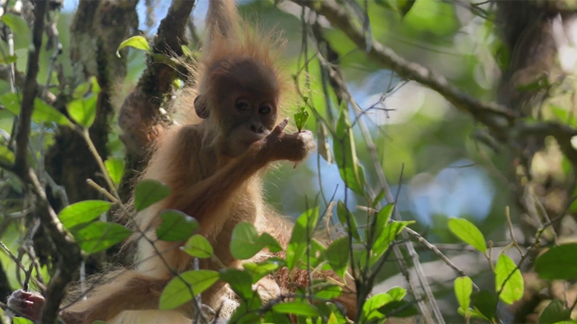 Tapanuli-orang-oetan_AndrewWalmsley