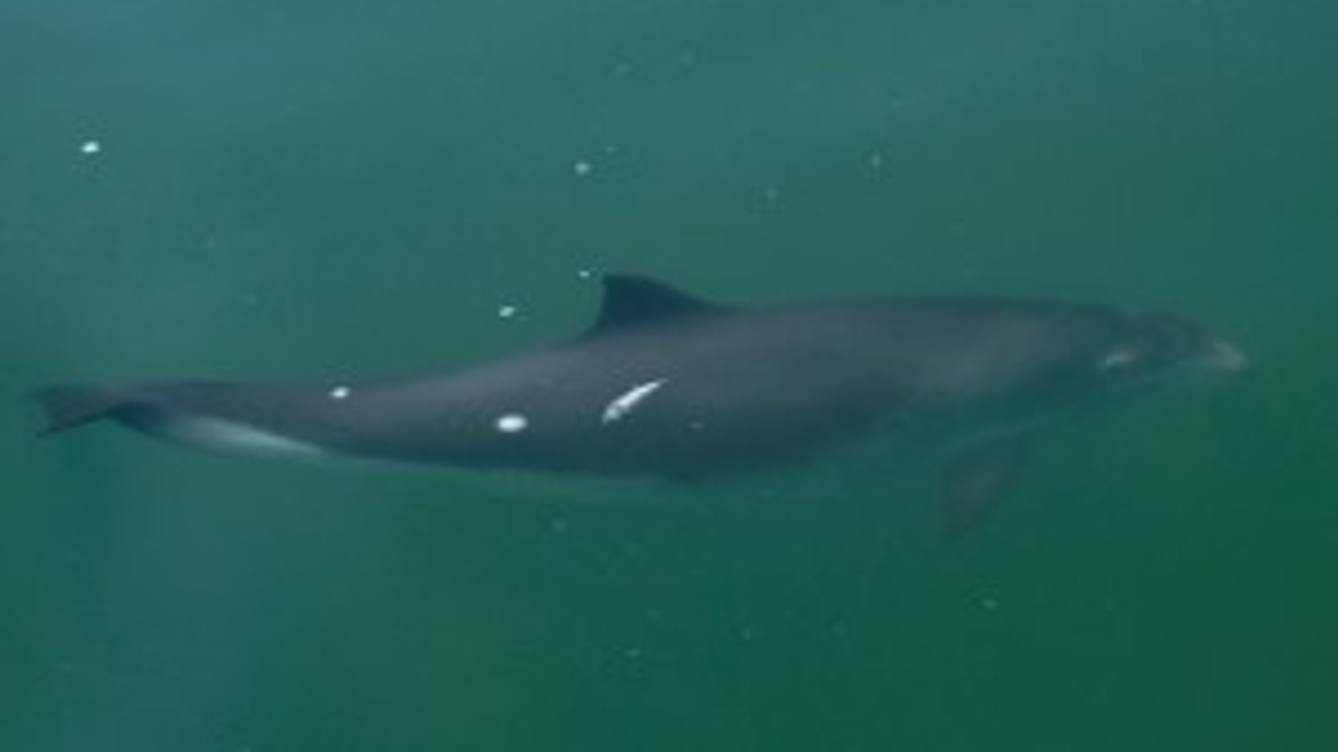 bruinvis_51.jpg