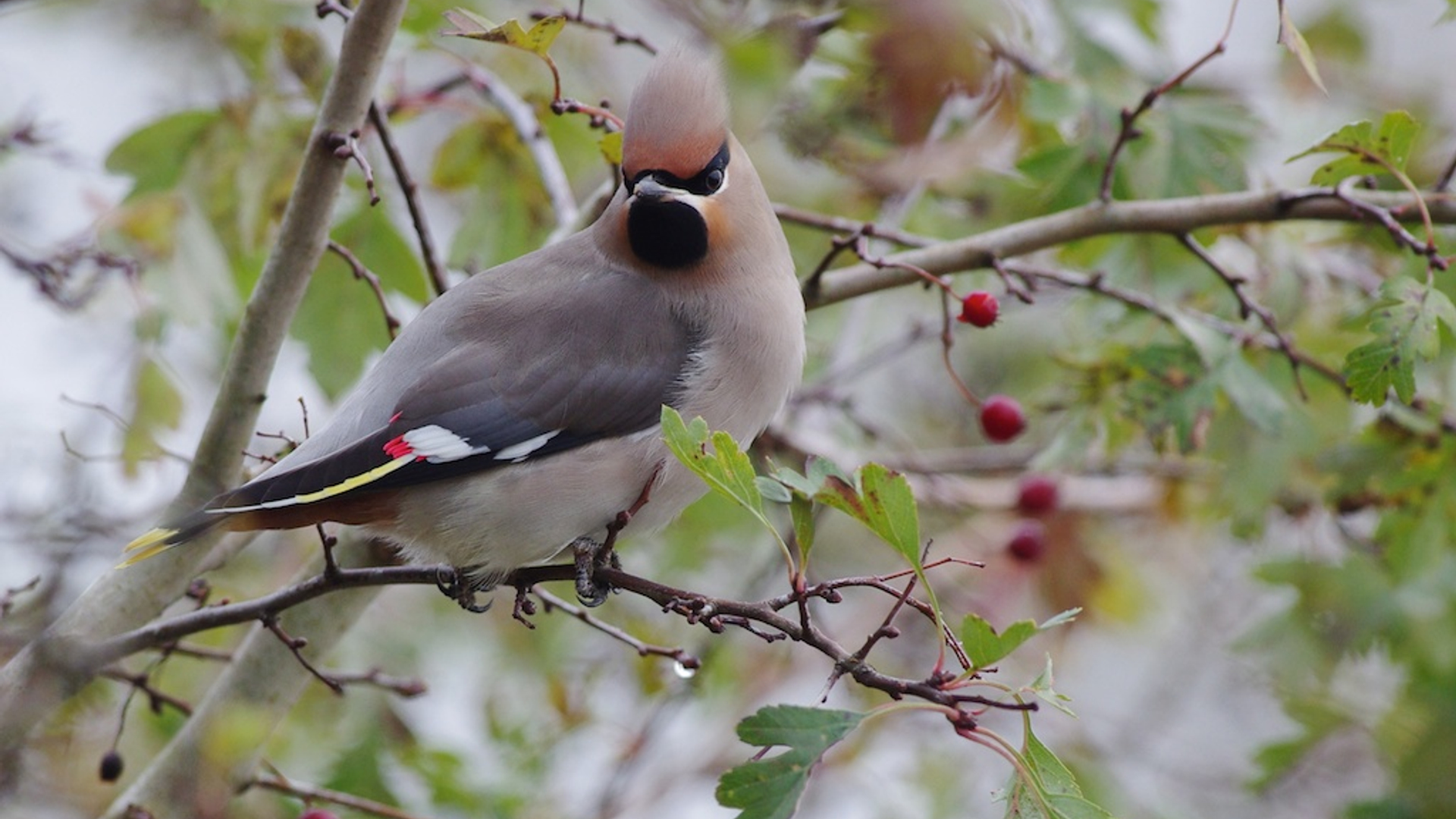 Rob Buiter 814K5II9724