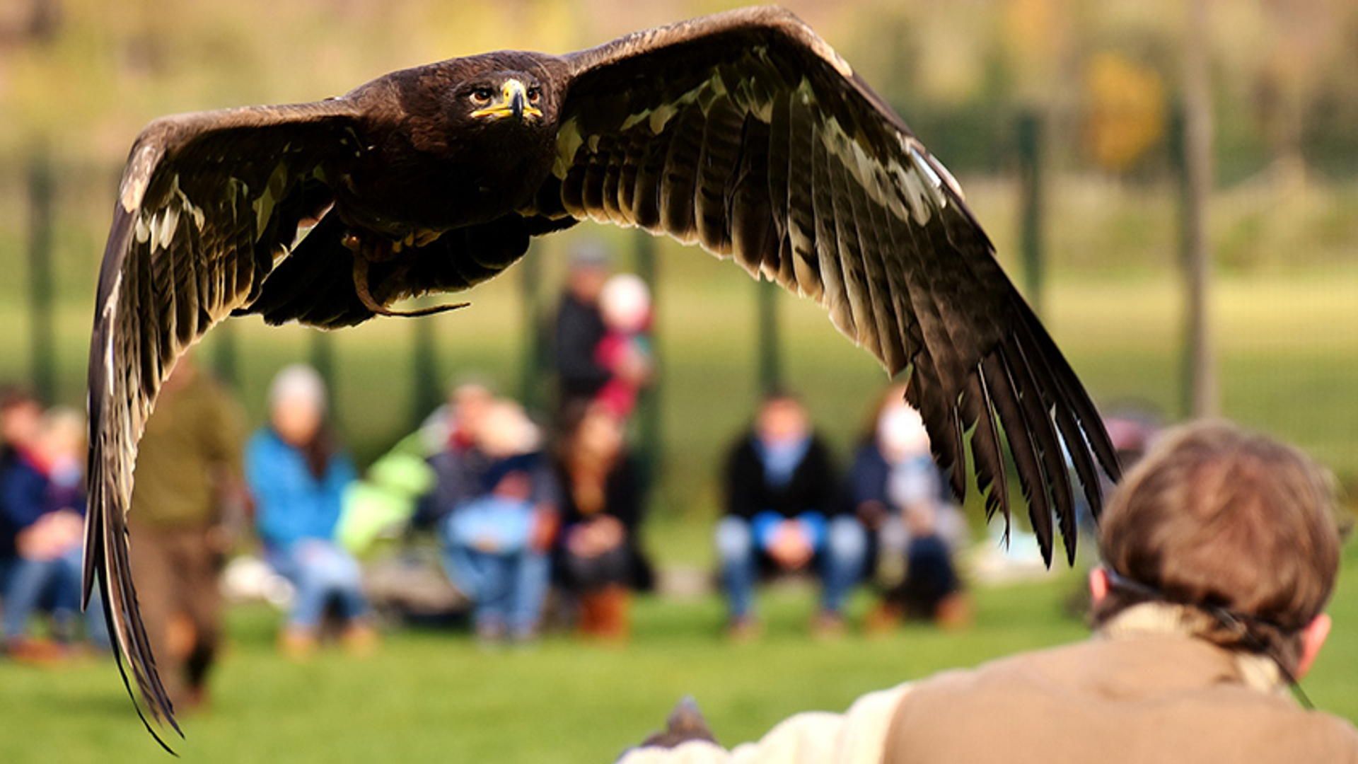 Roofvogelshow