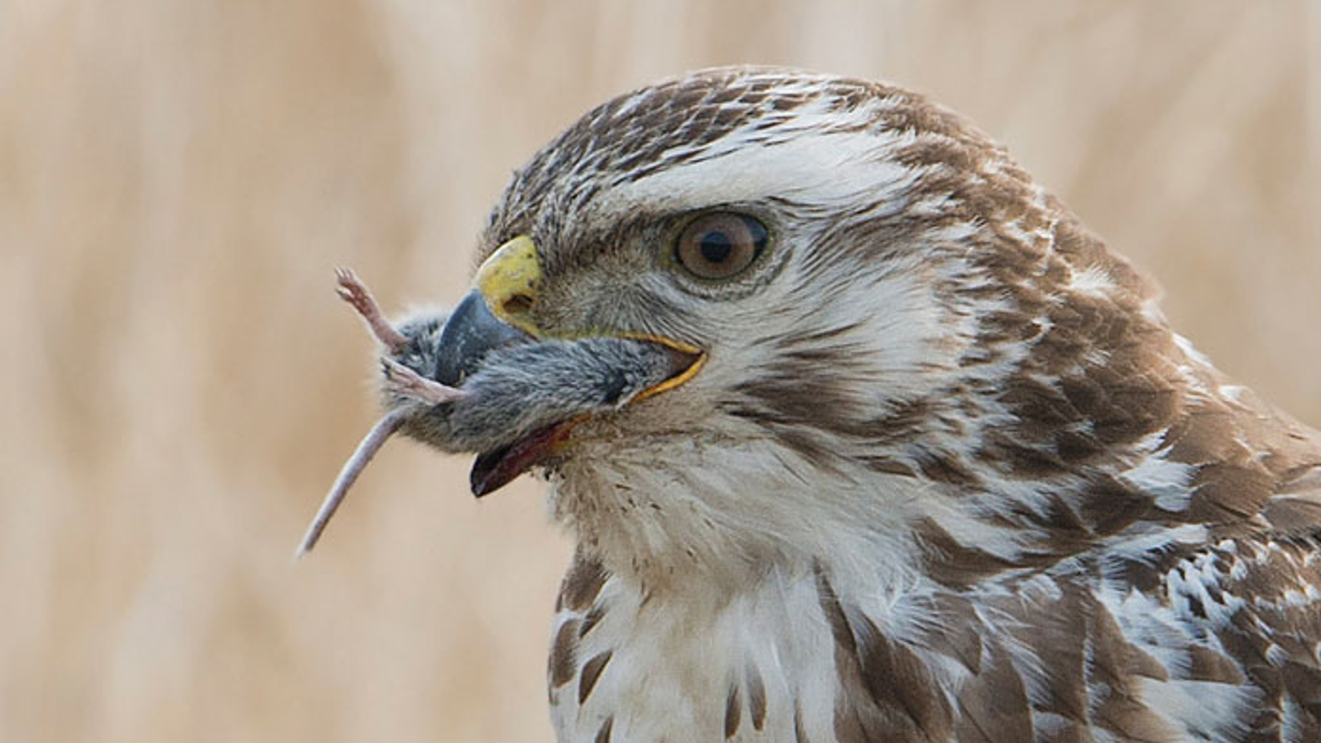 buizerd-wiesvink