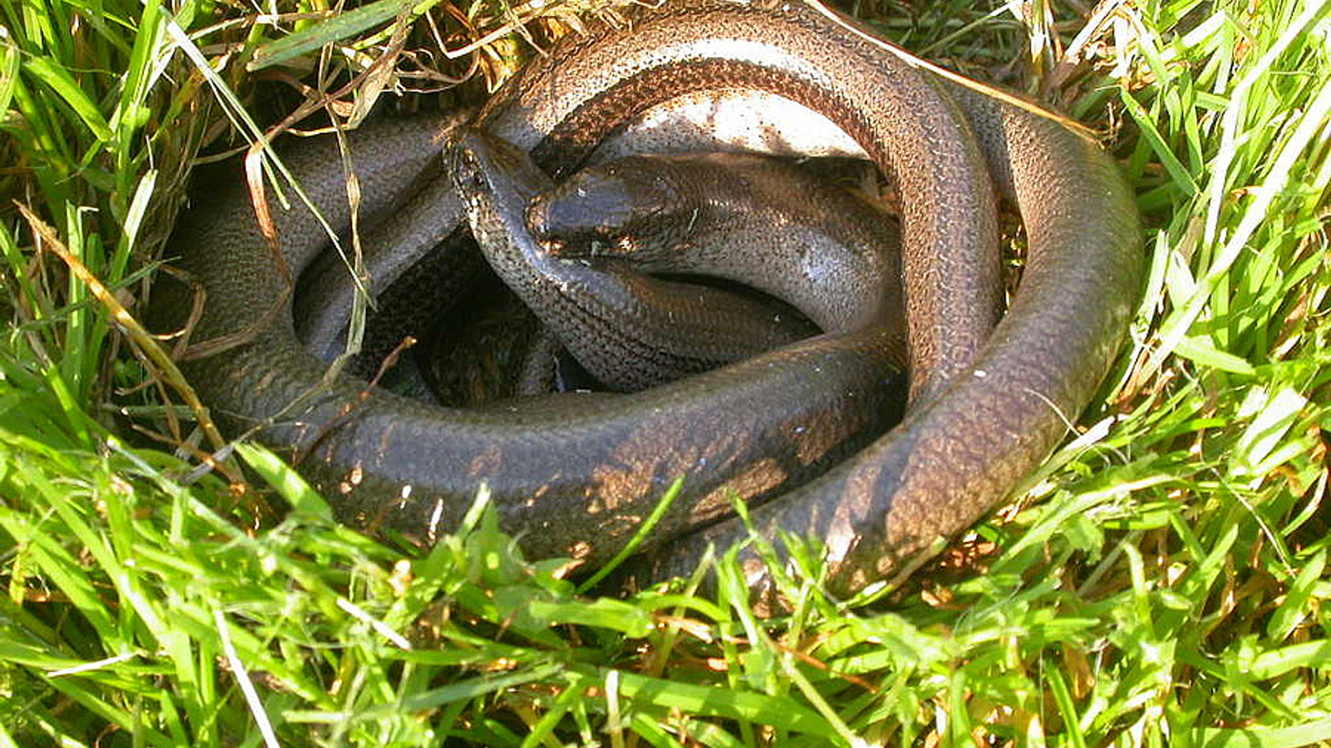 hazelworm_07.jpg