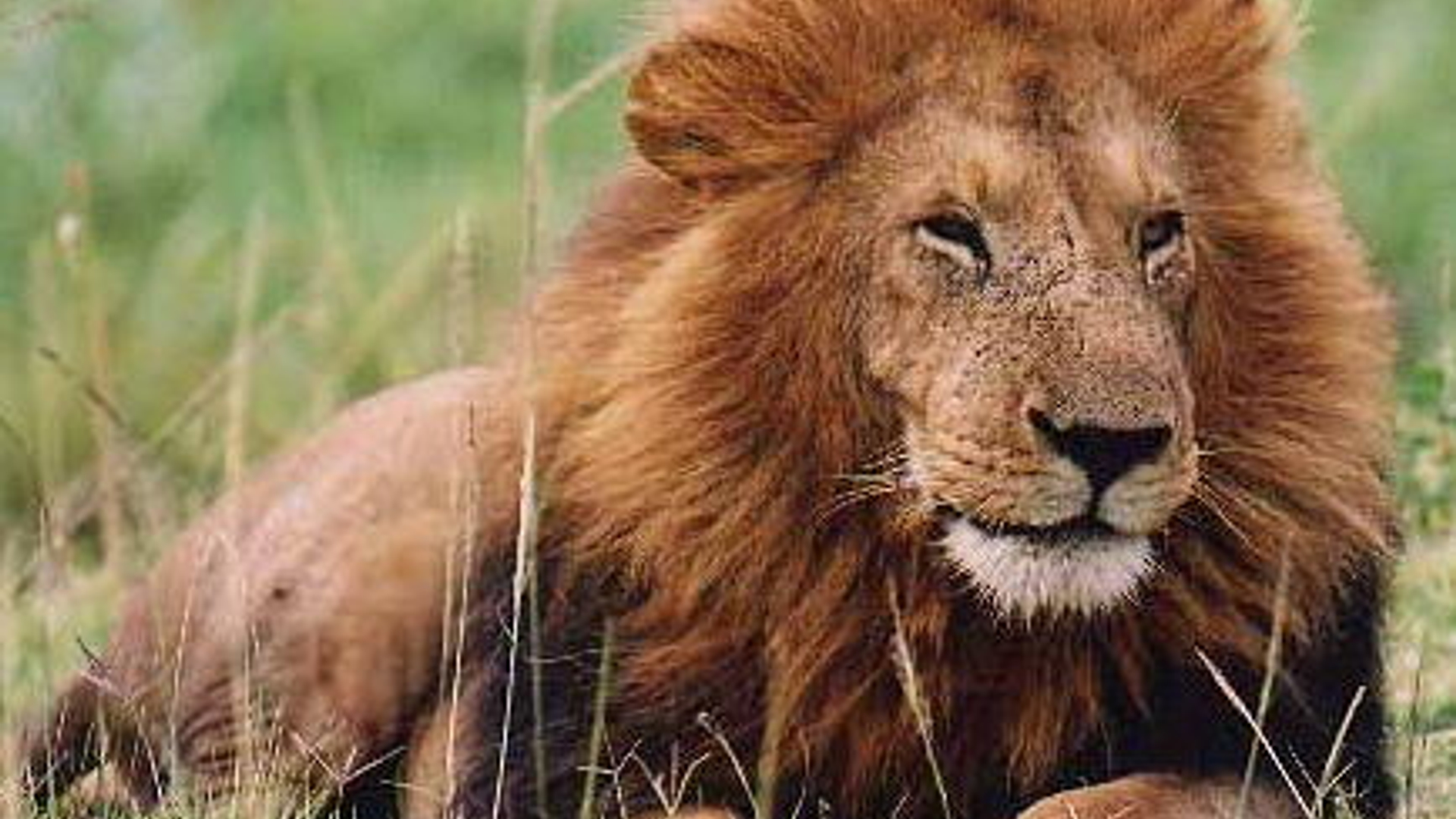 lion.jpg