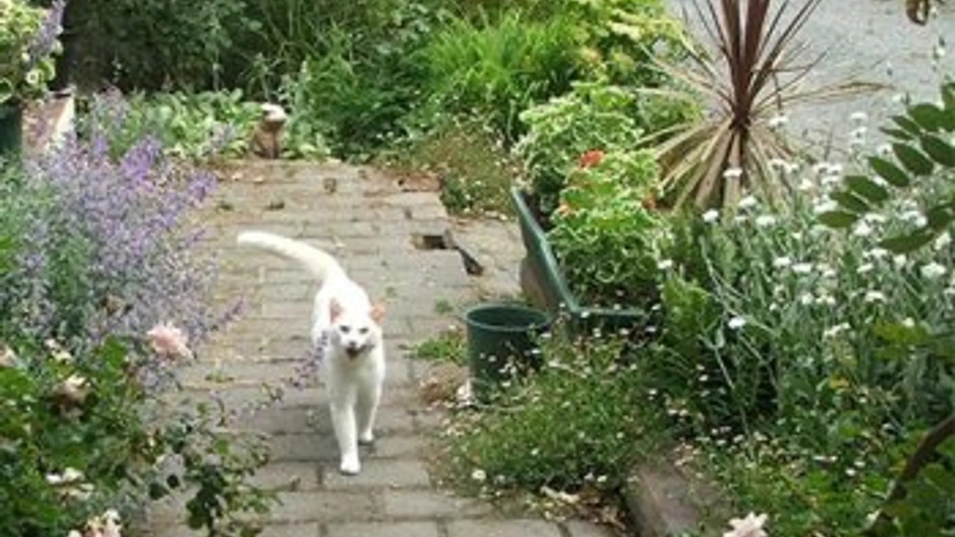 witte_kat.jpg