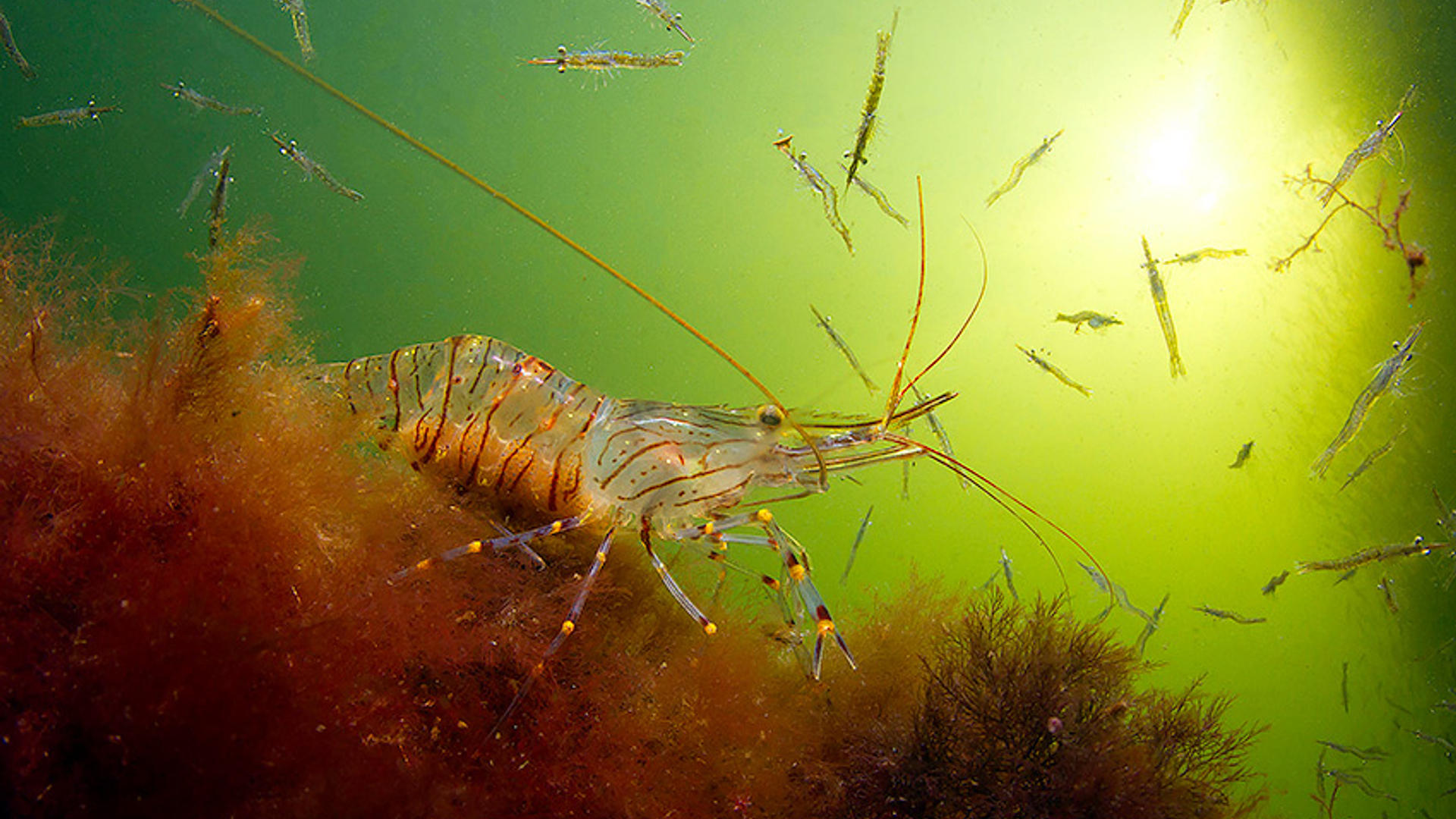 cid29568_Zwangere-steurgarnaal-omringd-door-familie_Gino-Symus_Boortmeerbeek-(B)_Winnaar-Volwassenen