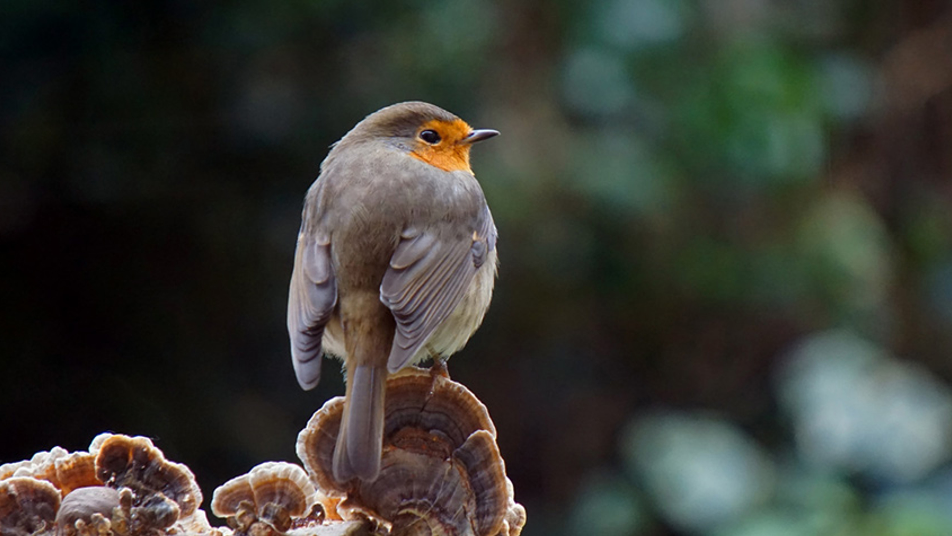 Roodborst - goede afmetingen