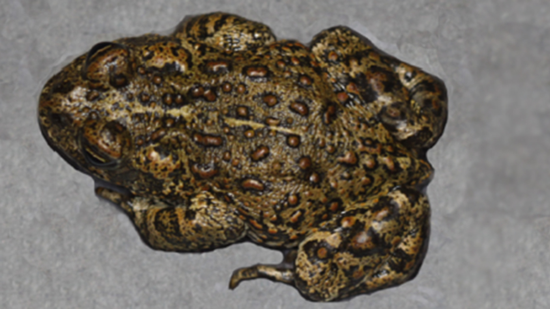 bufo williamsi