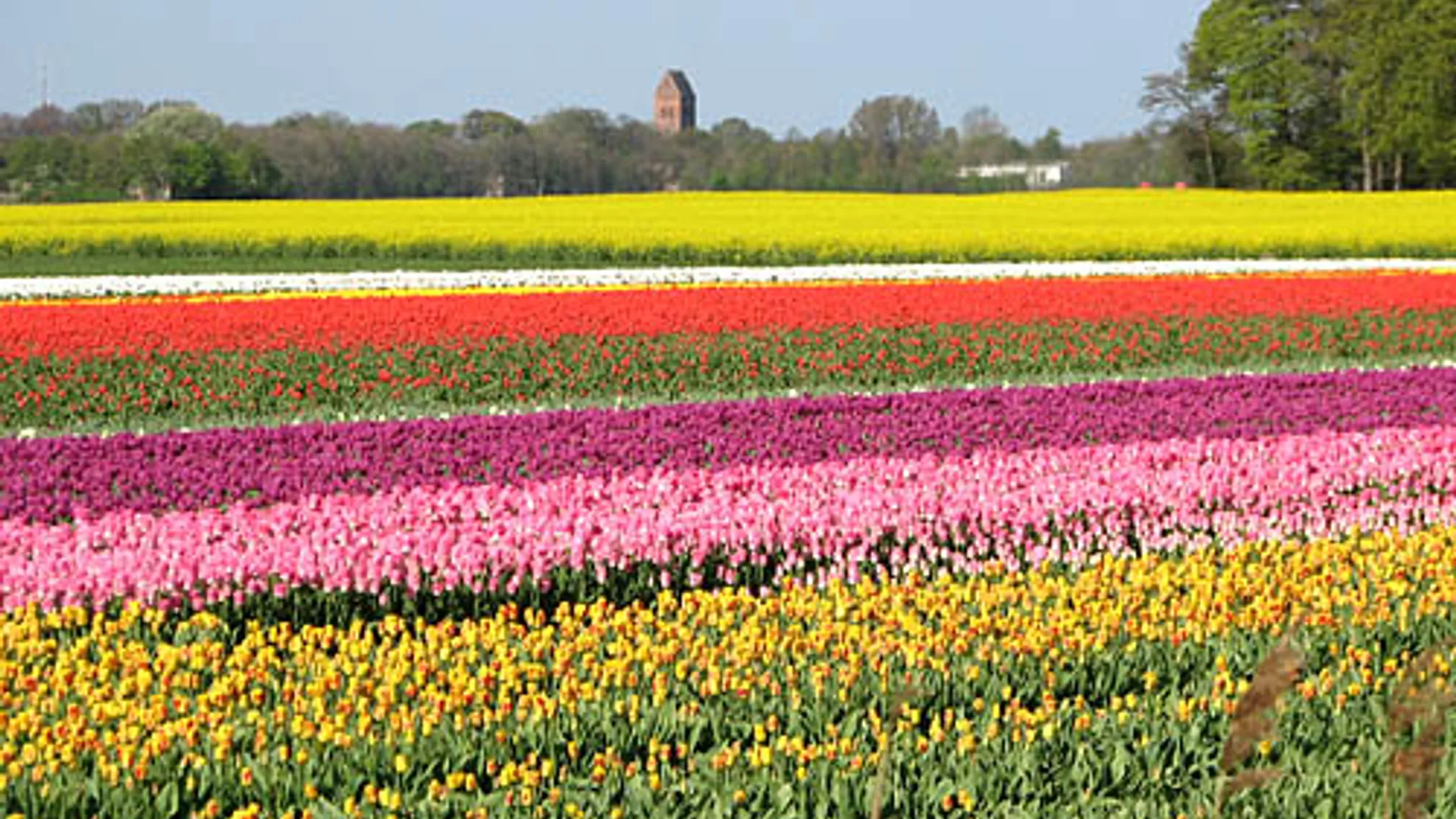 veld.jpg