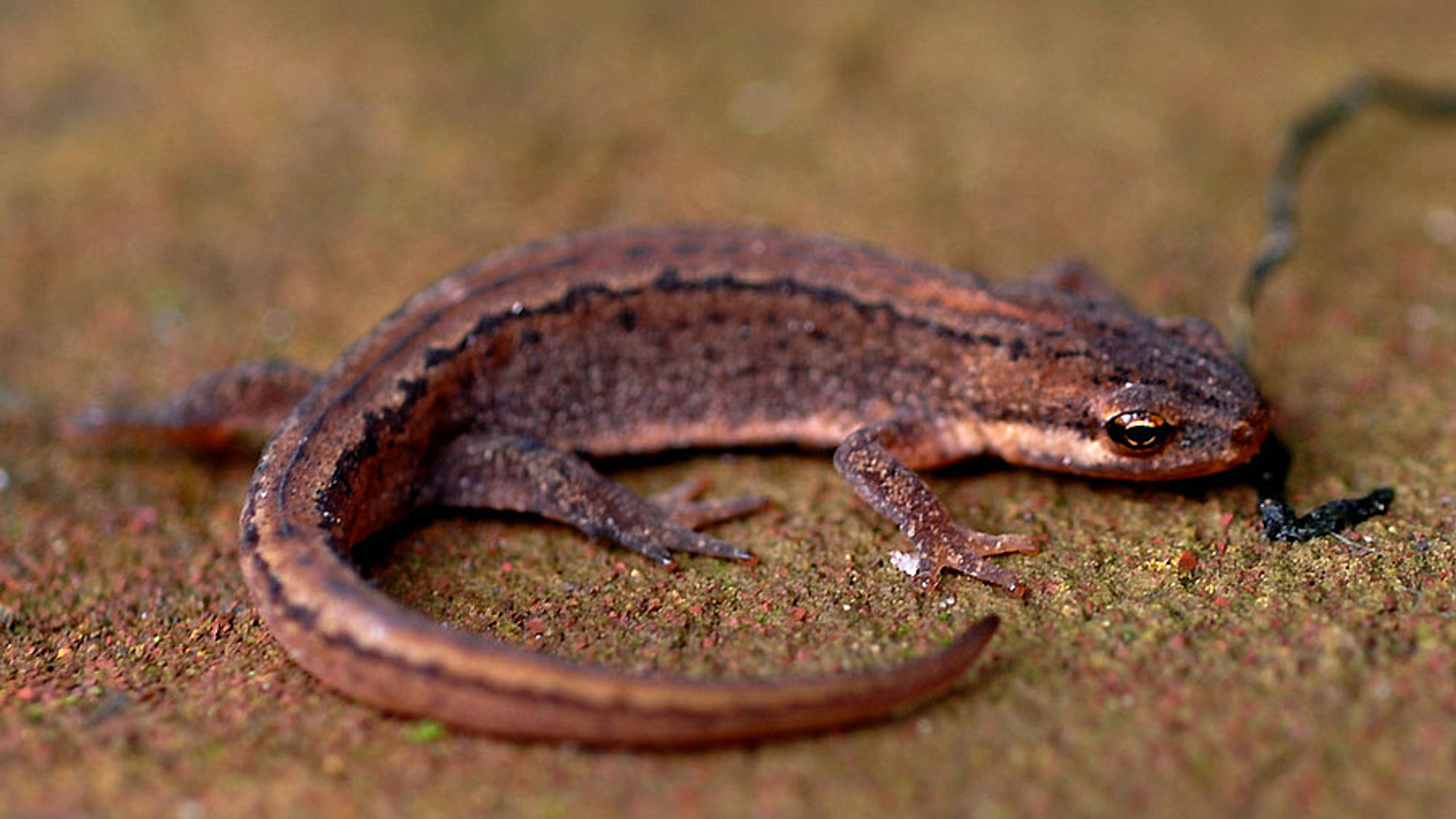 watersalamander.jpg