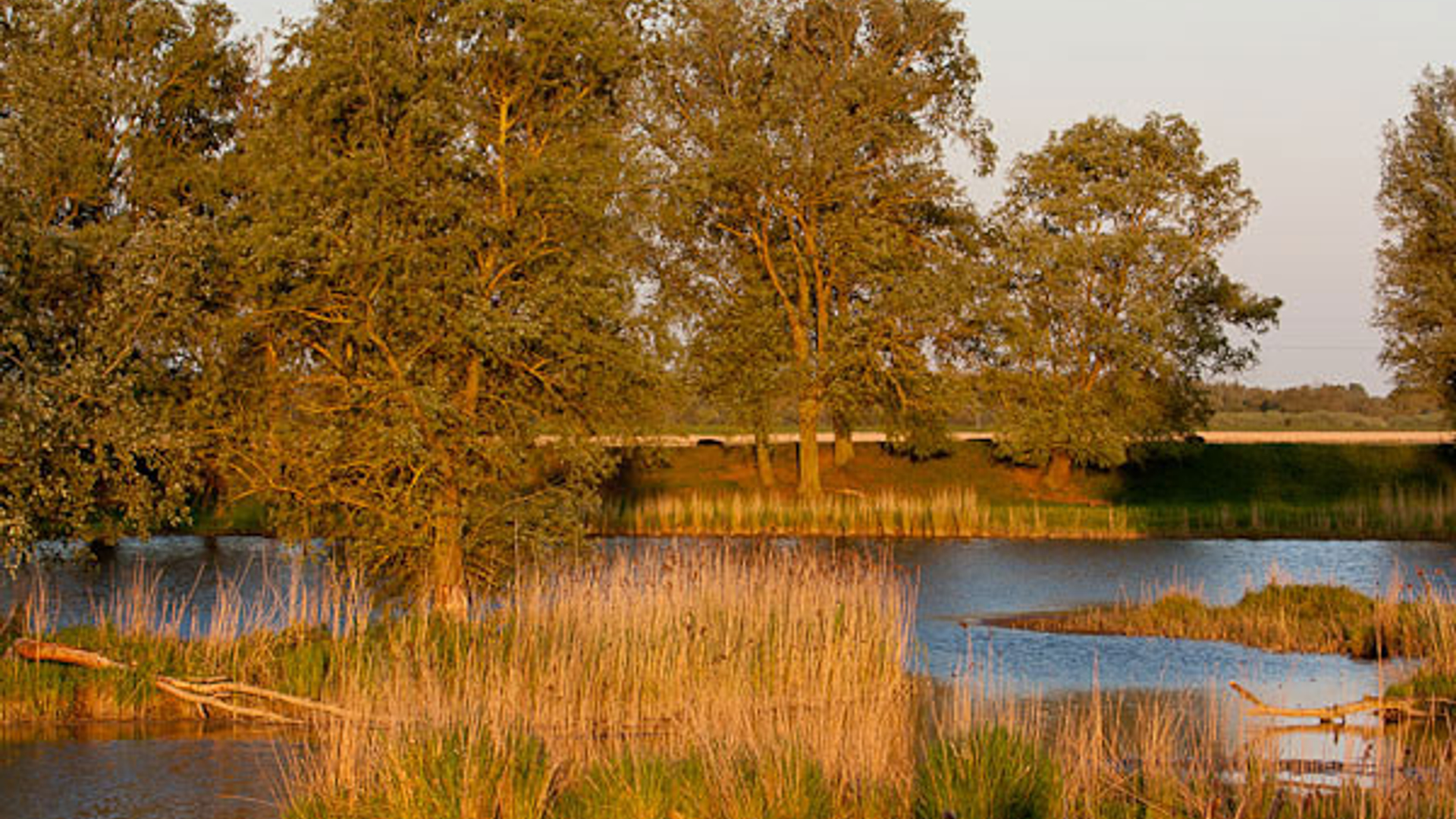 biesbosch_02.jpg