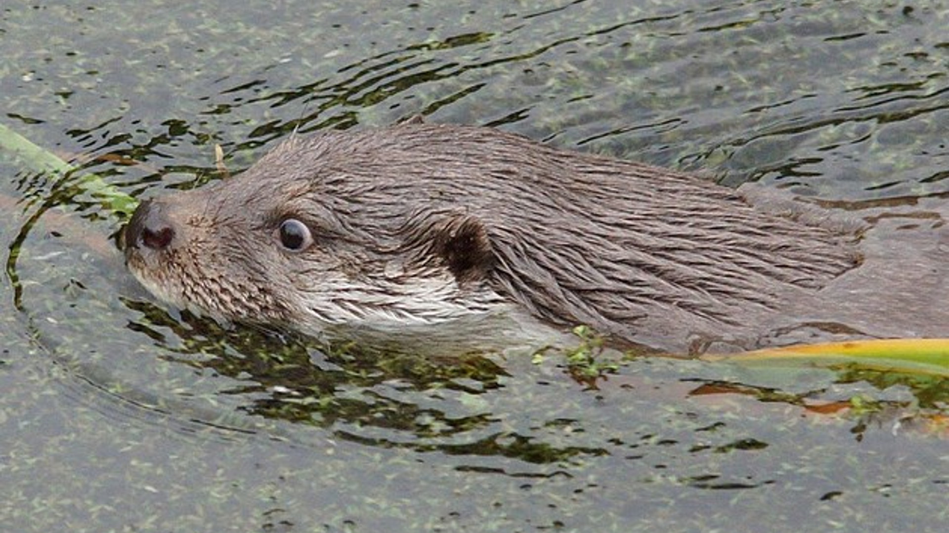 otter_in_water.jpg