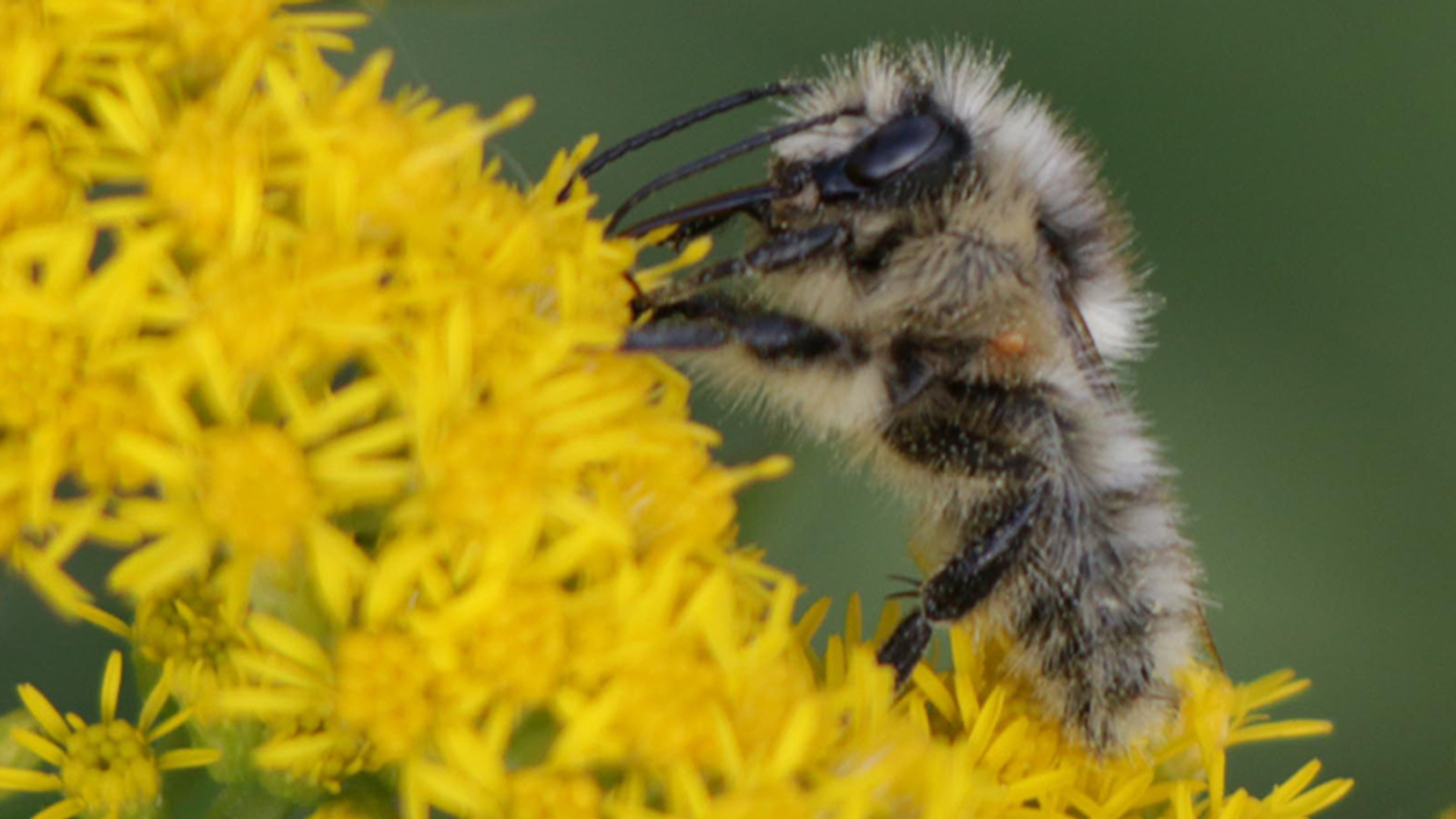 zandhommel