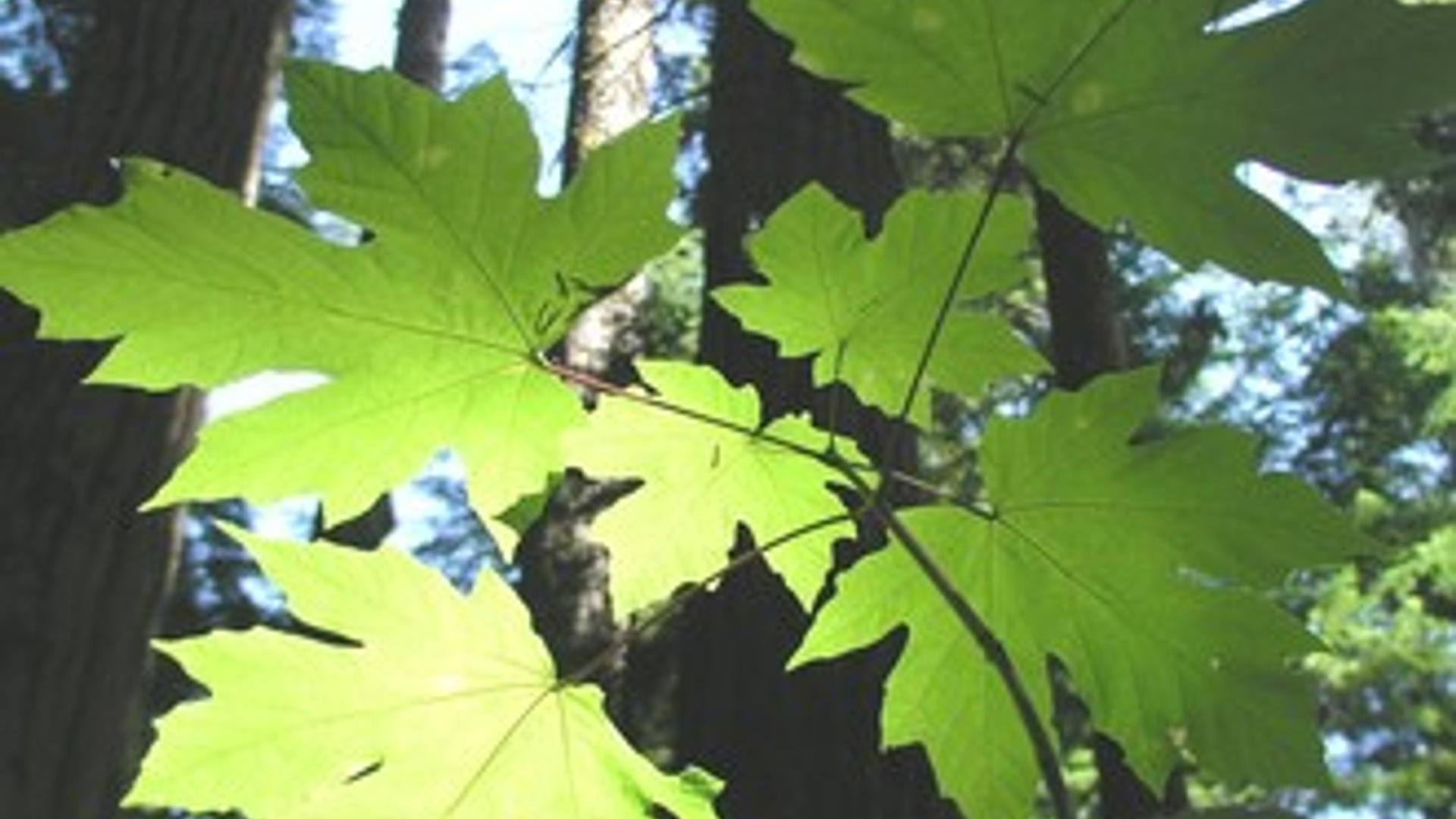 rainforest-1181018.jpg