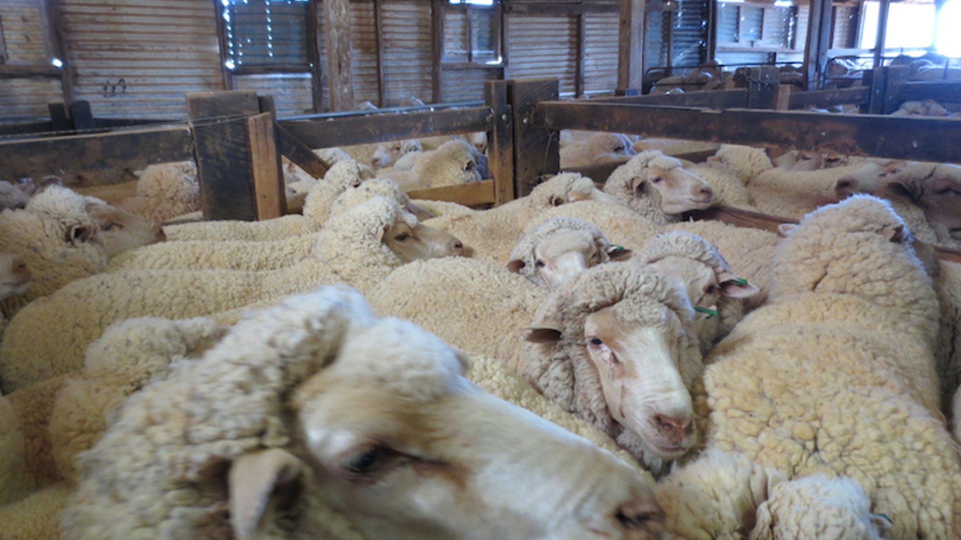 schapen-peta.jpg