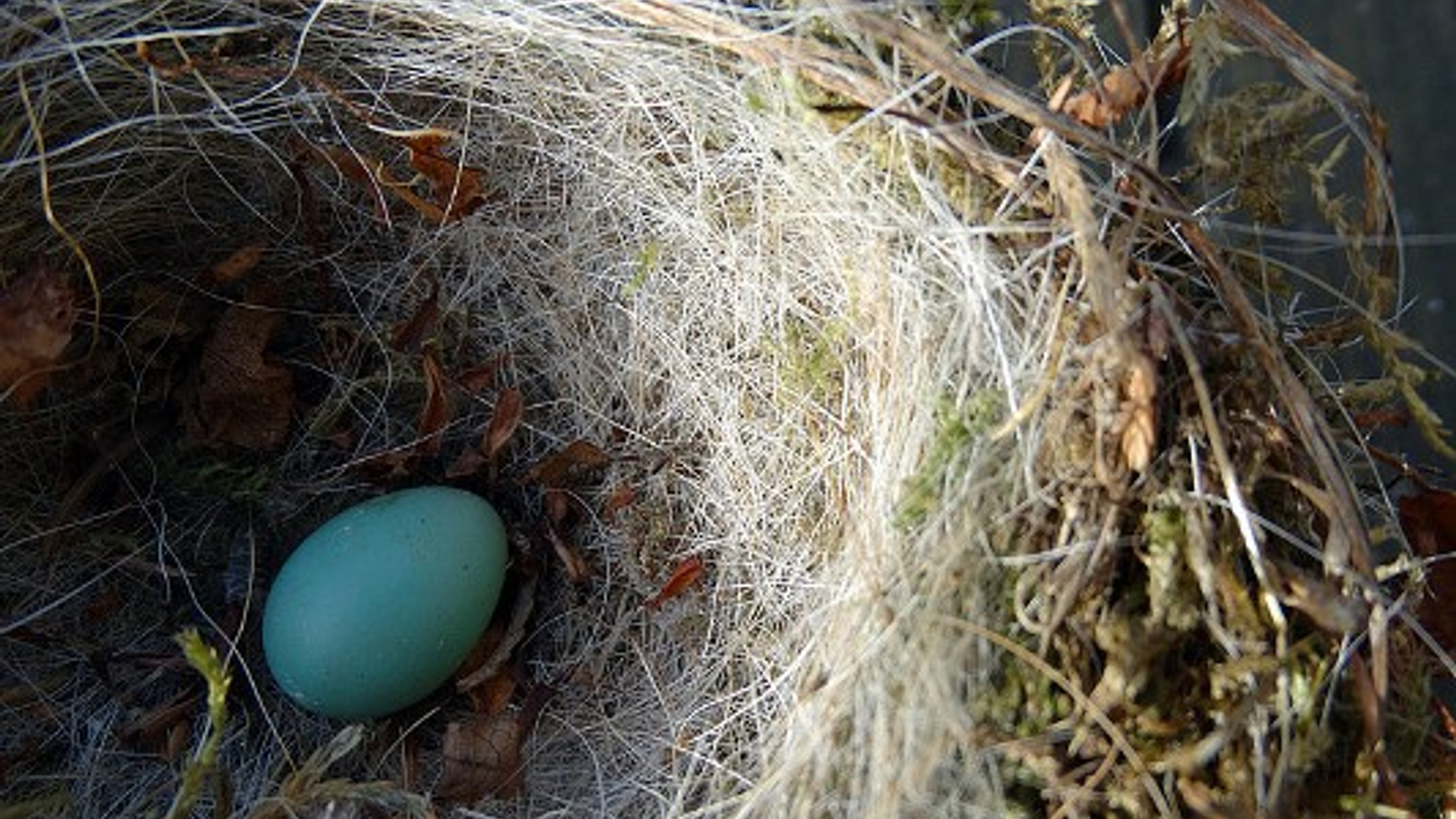 nest_03.jpg