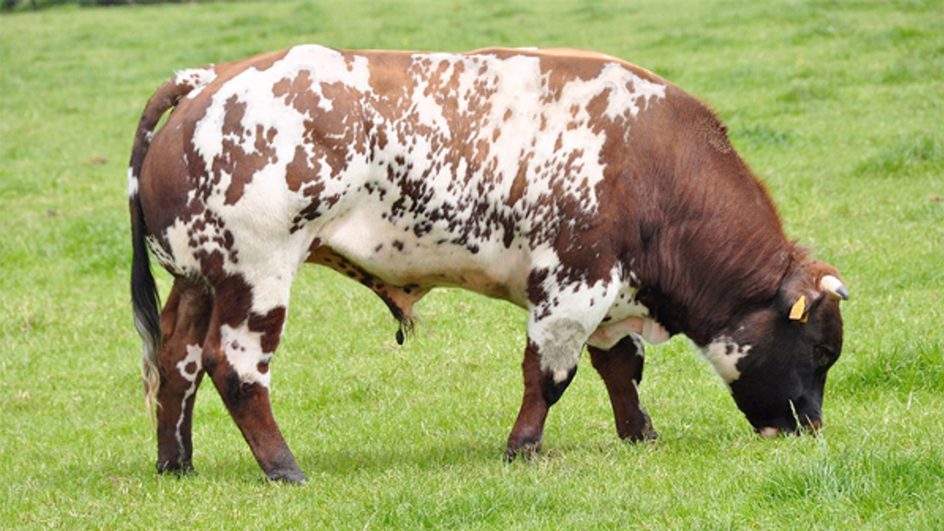 Stier_Jeanet1.jpg