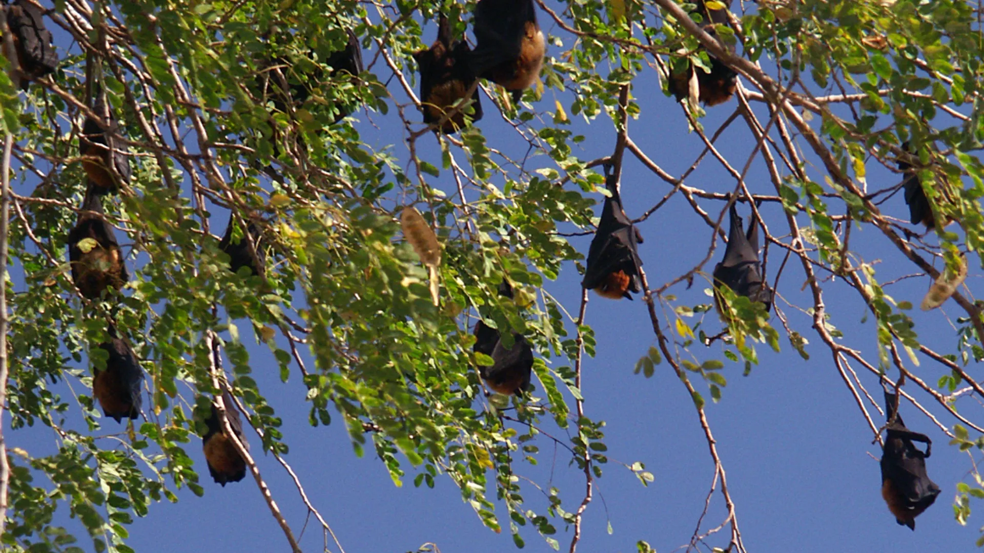 bats.jpg