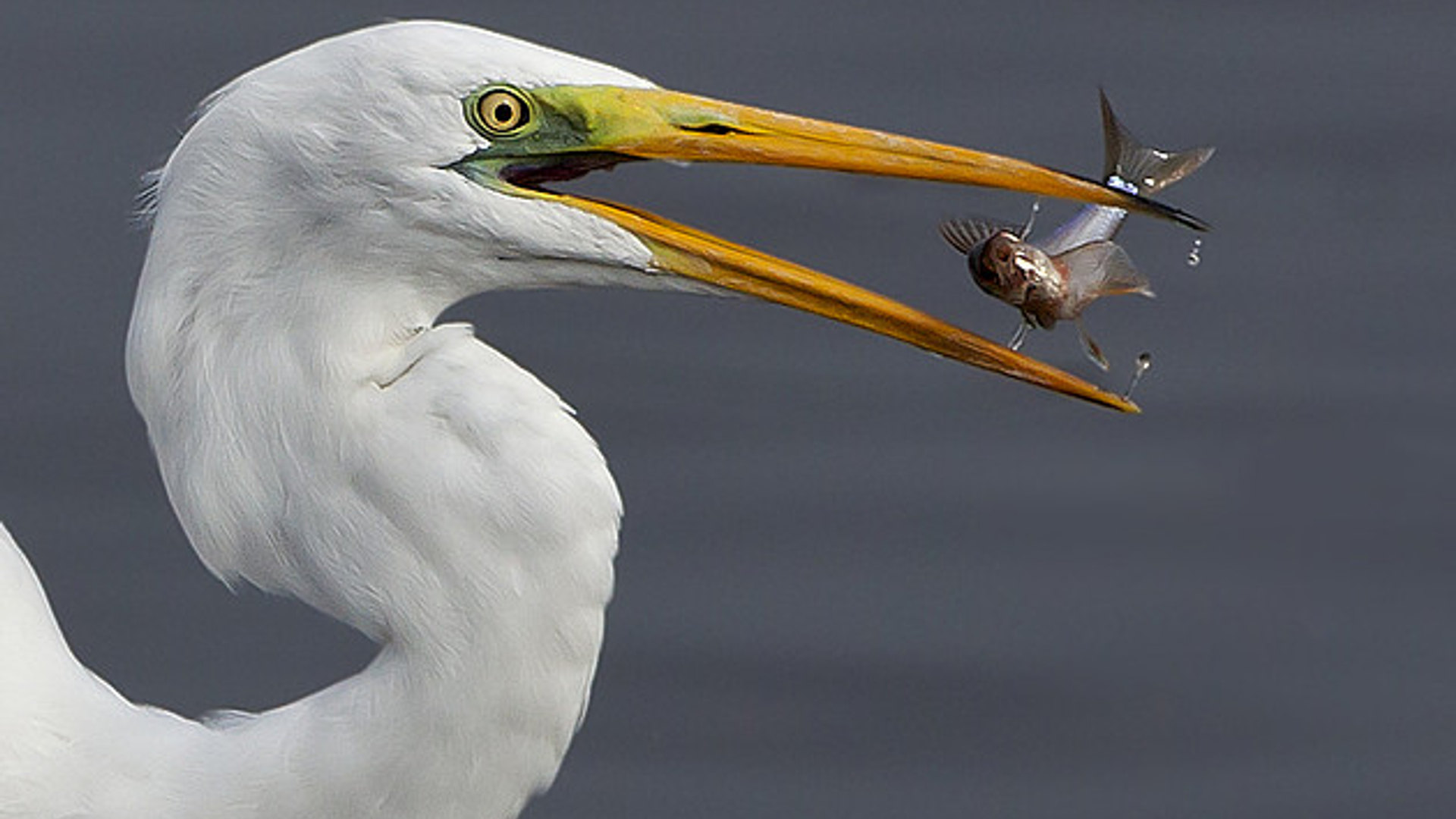 zilverreiger2.jpg