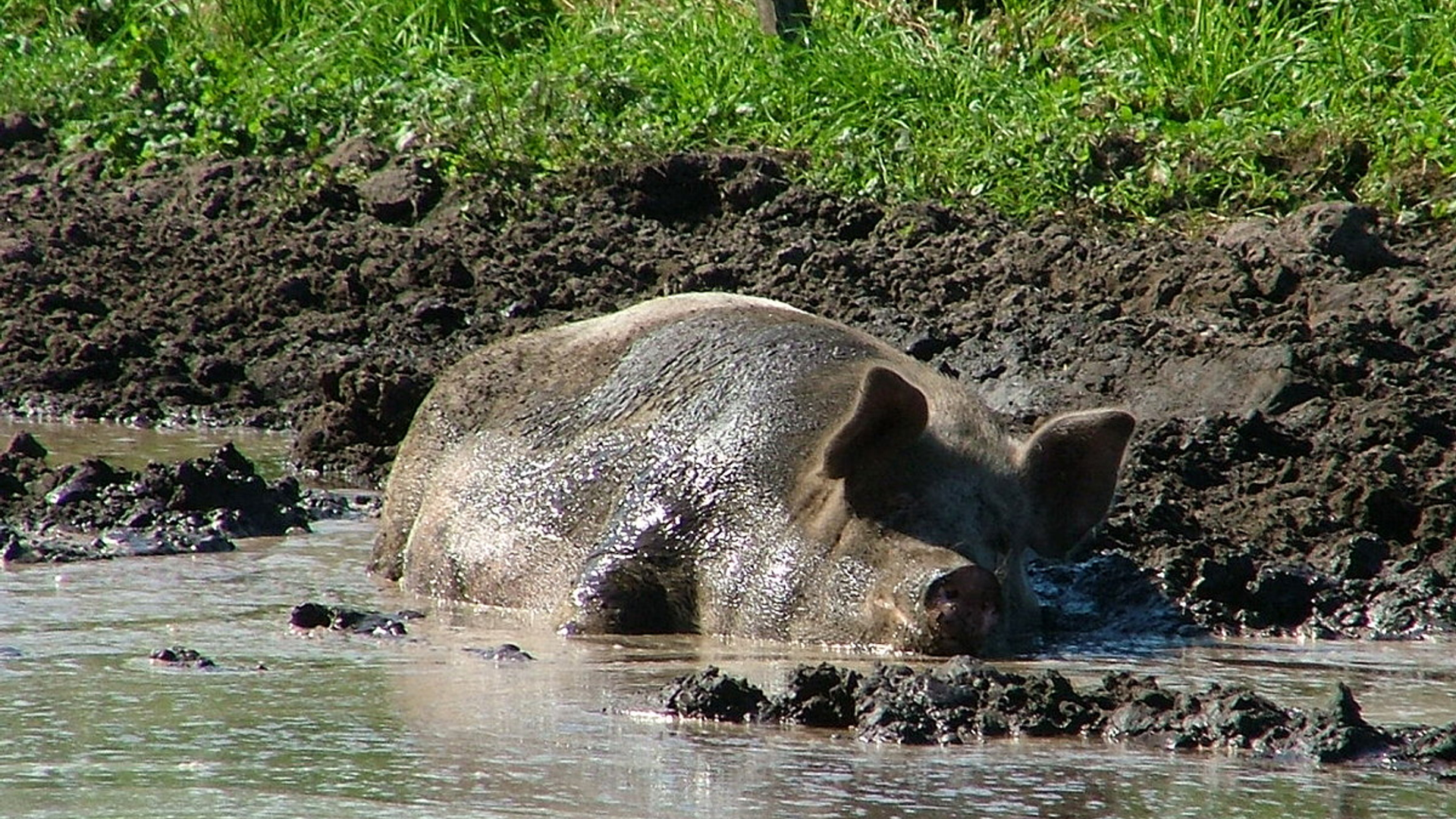varken2.jpg