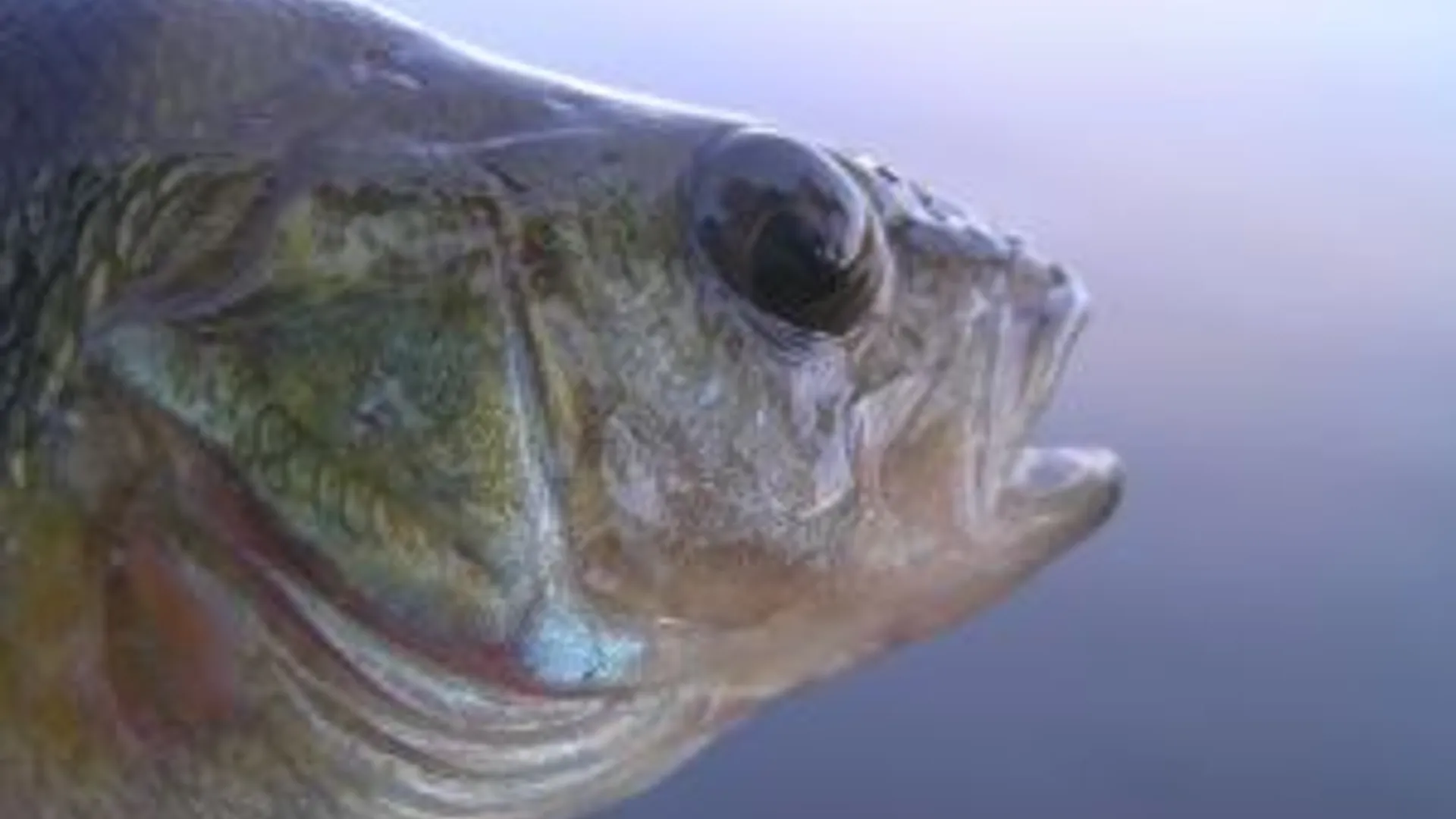 perch.jpg