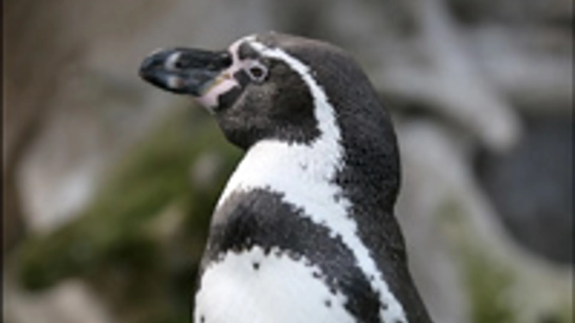 Humboldt-Pinguin.jpg