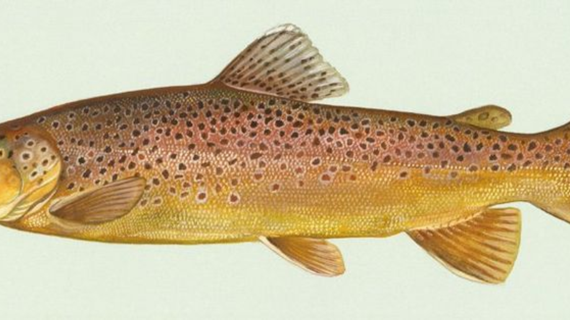 forel_01.jpg